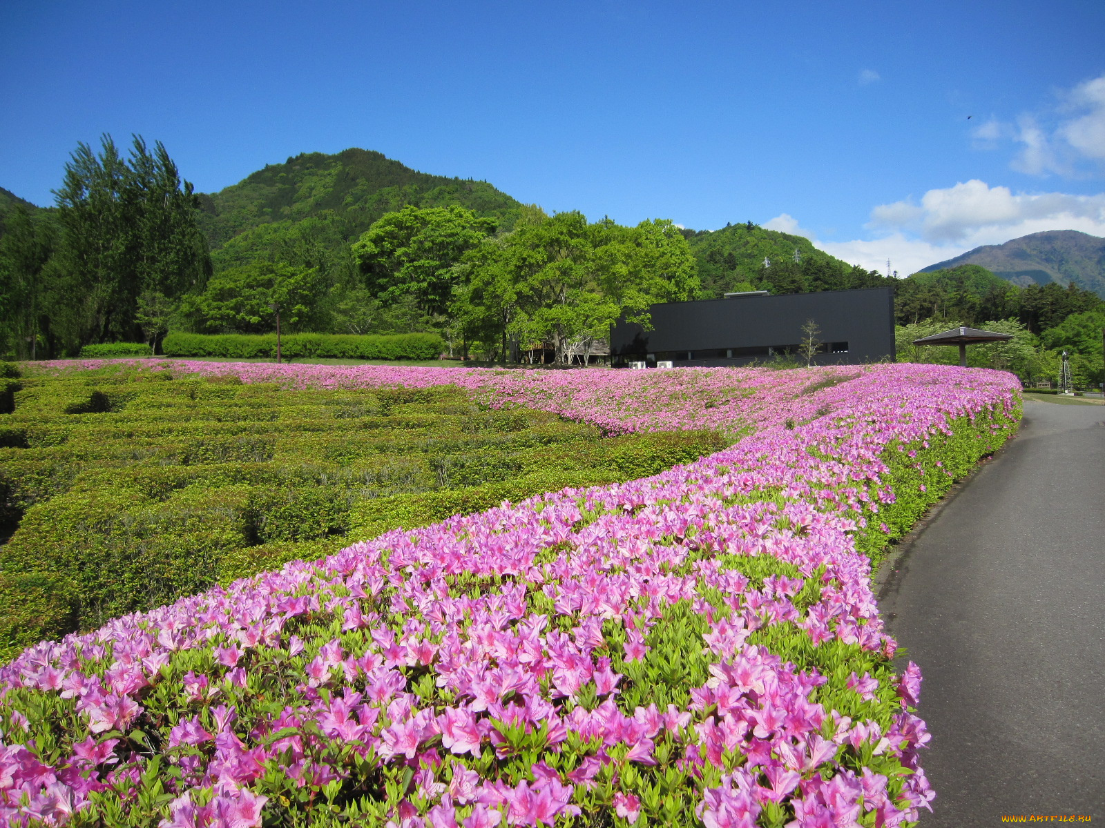 природа, пейзажи, цветы