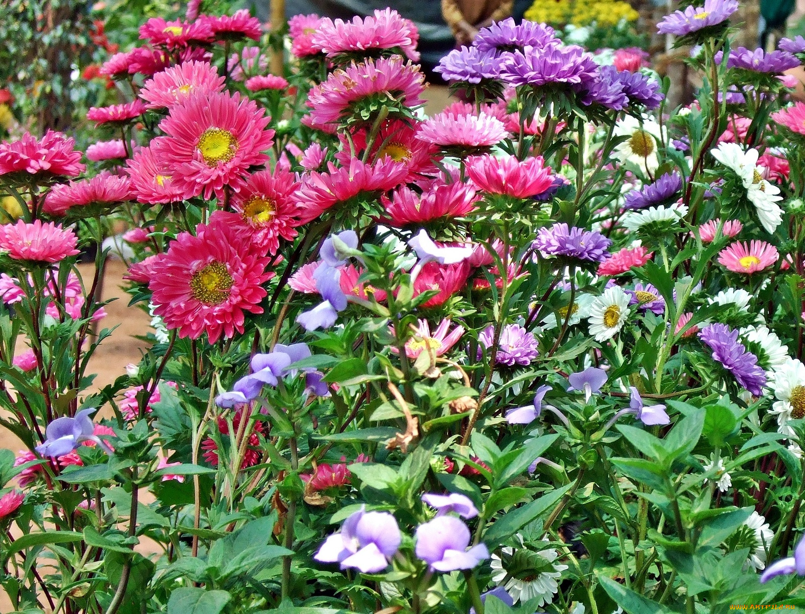 цветы, астры