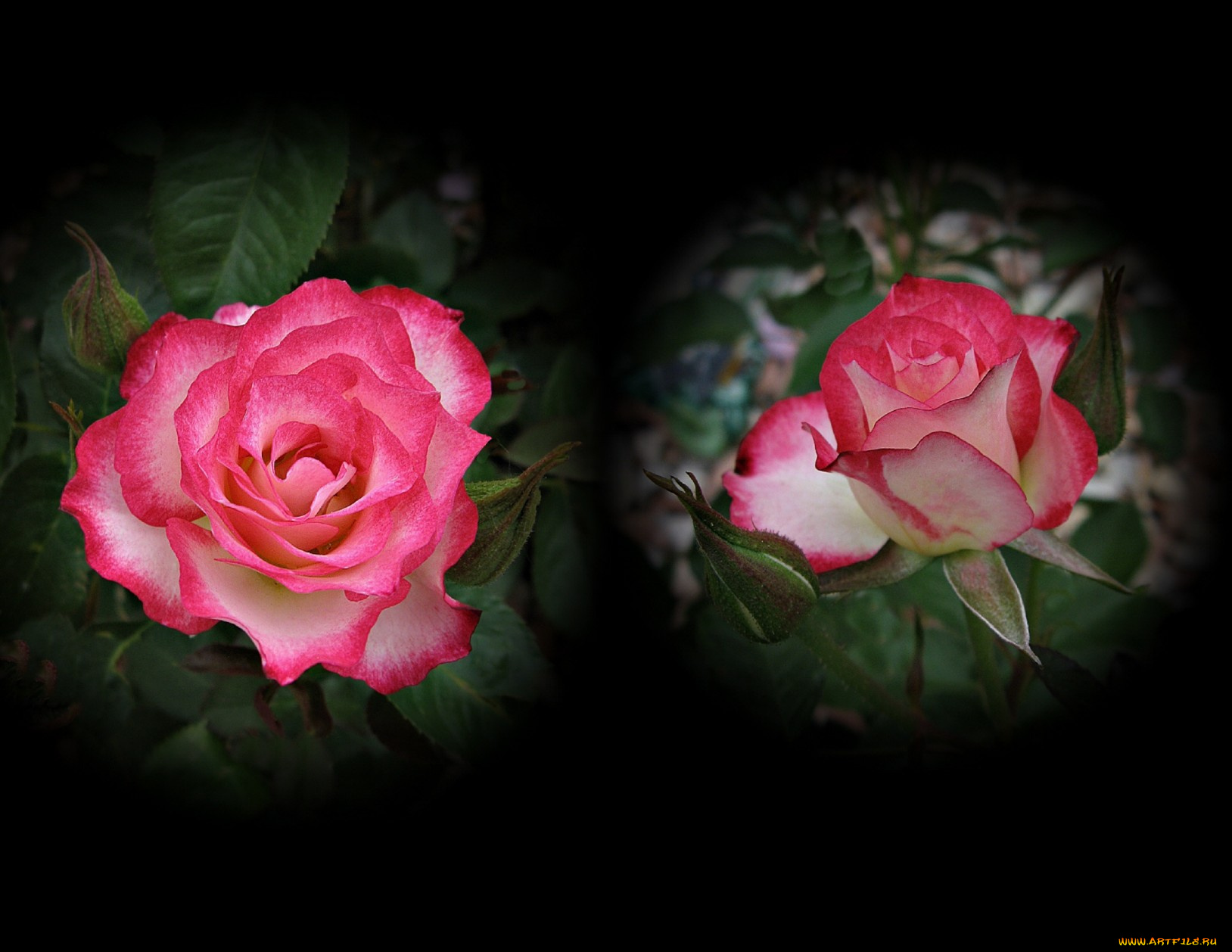 цветы, розы