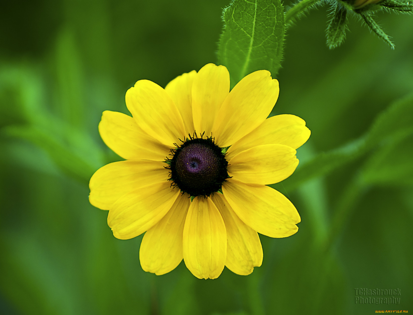 цветы, рудбекия