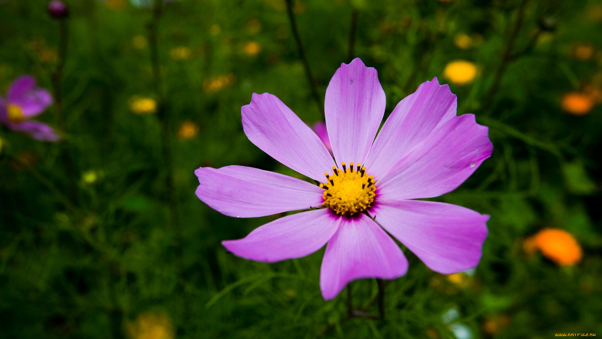 цветы, космея, лепестки