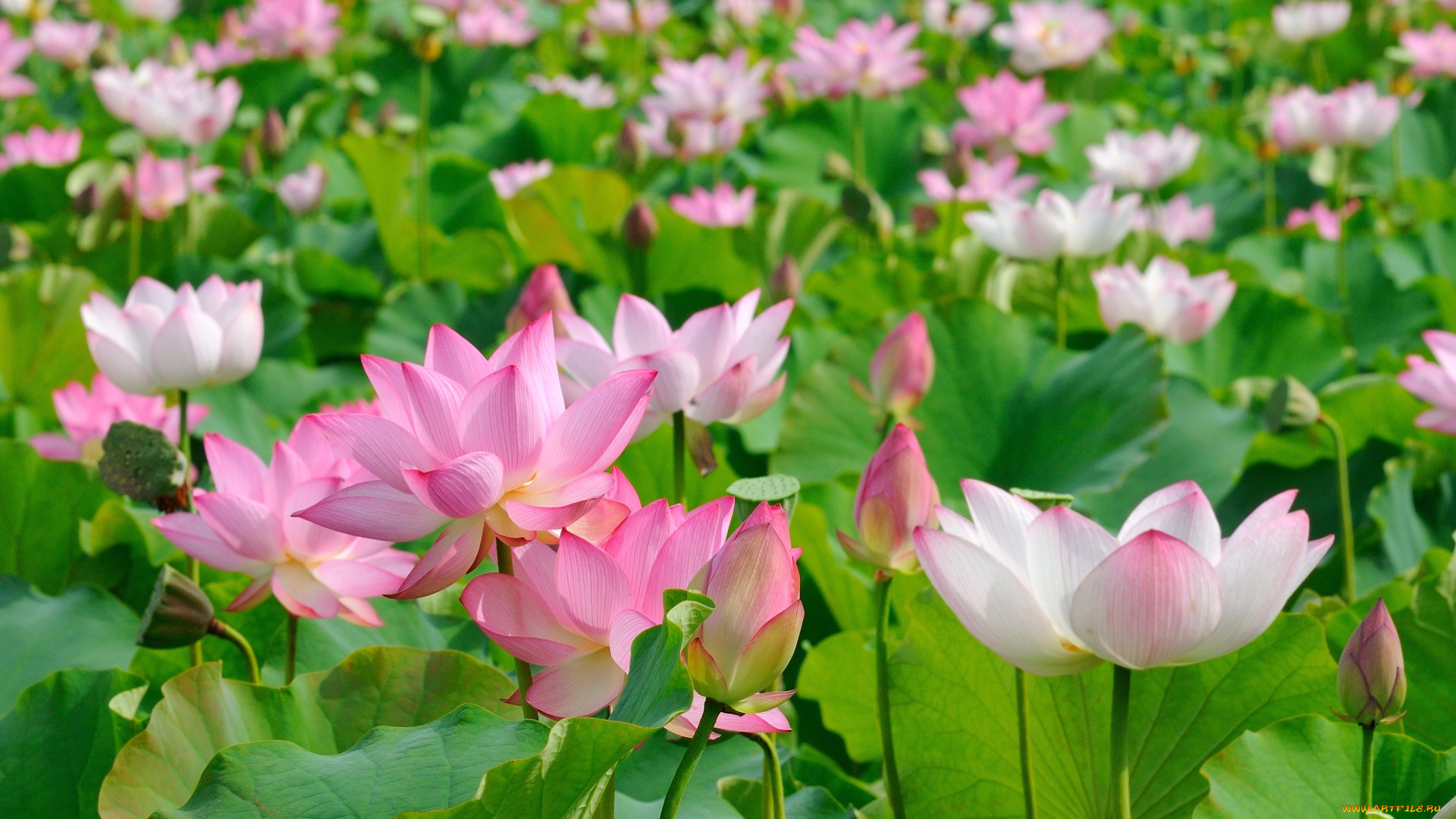 цветы, лотосы
