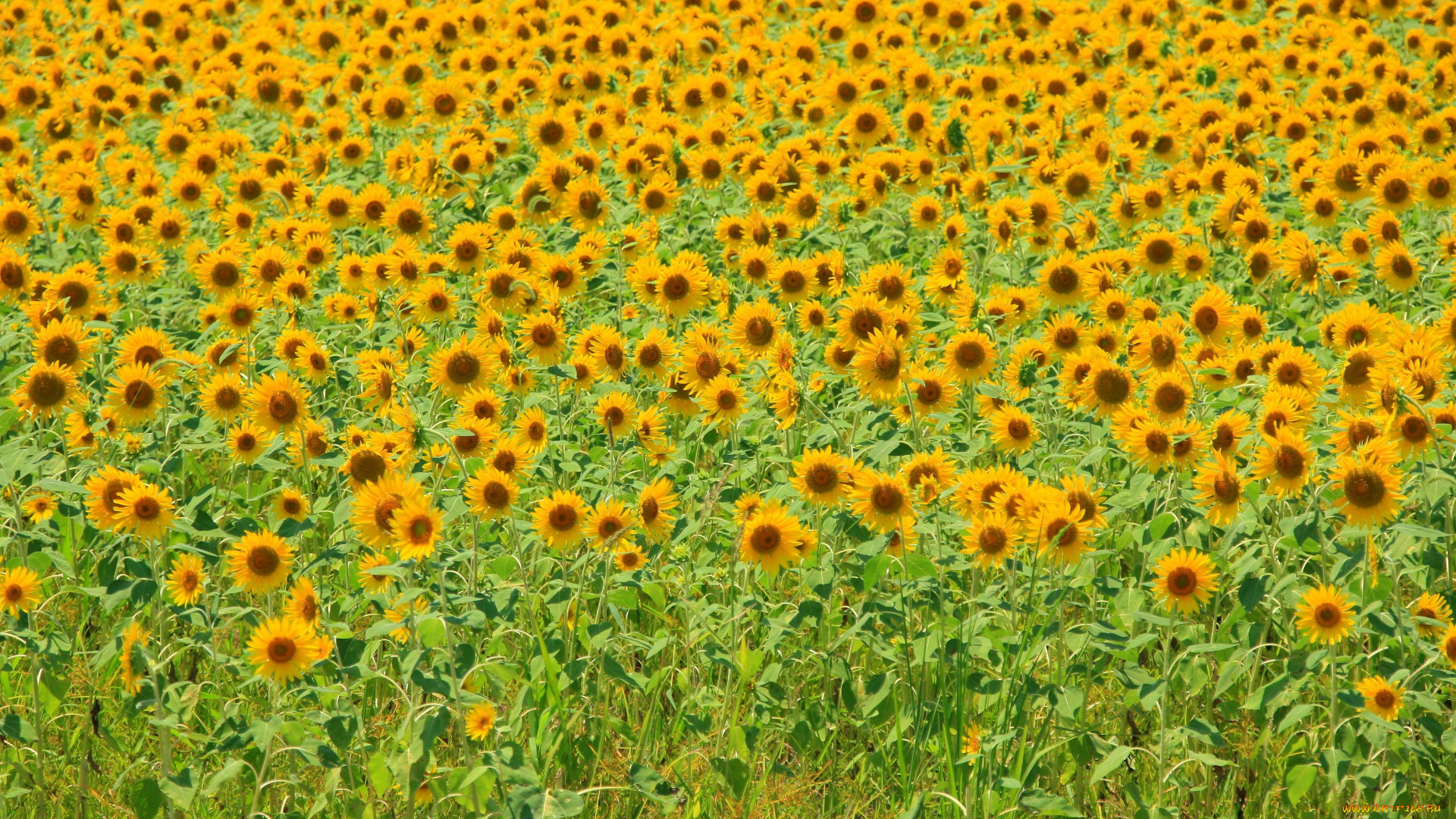 цветы, подсолнухи