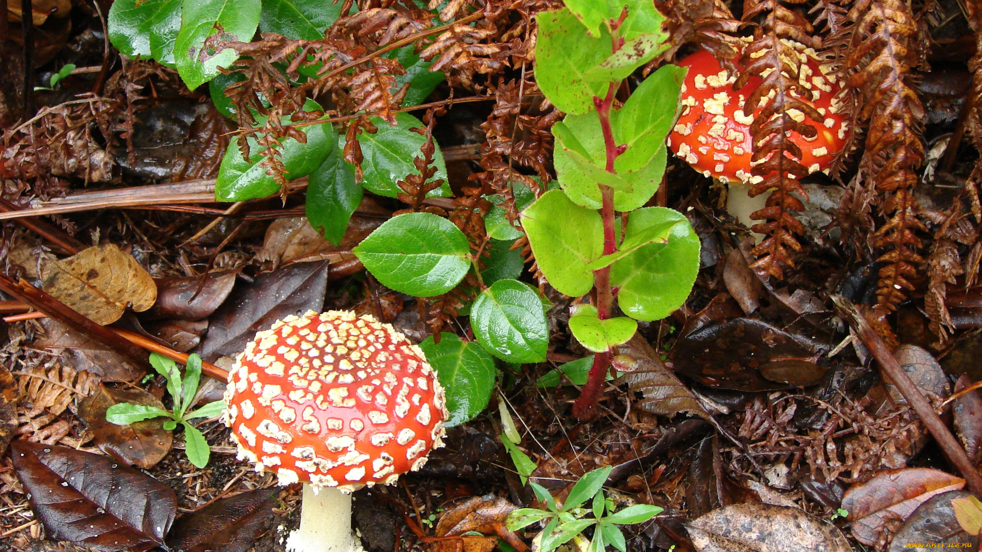 природа, грибы, мухомор