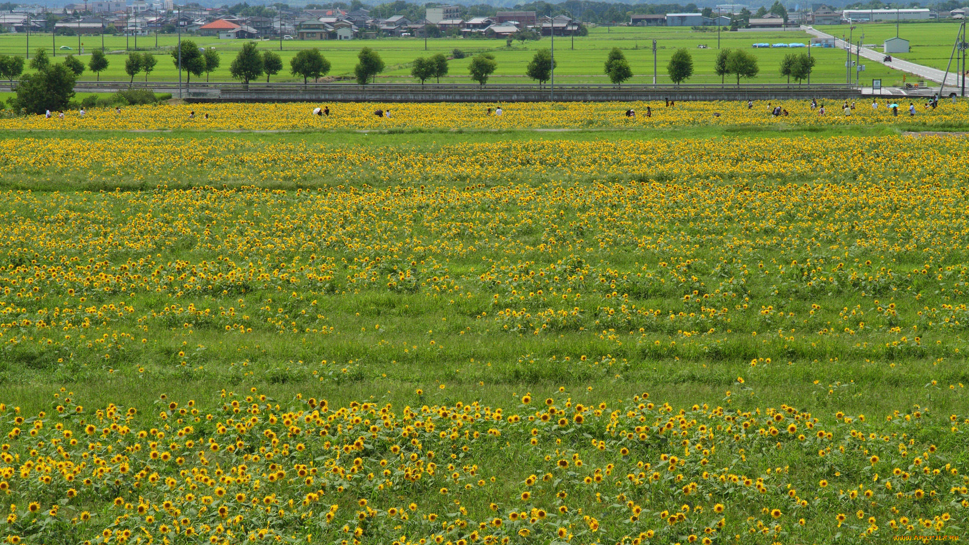 природа, поля