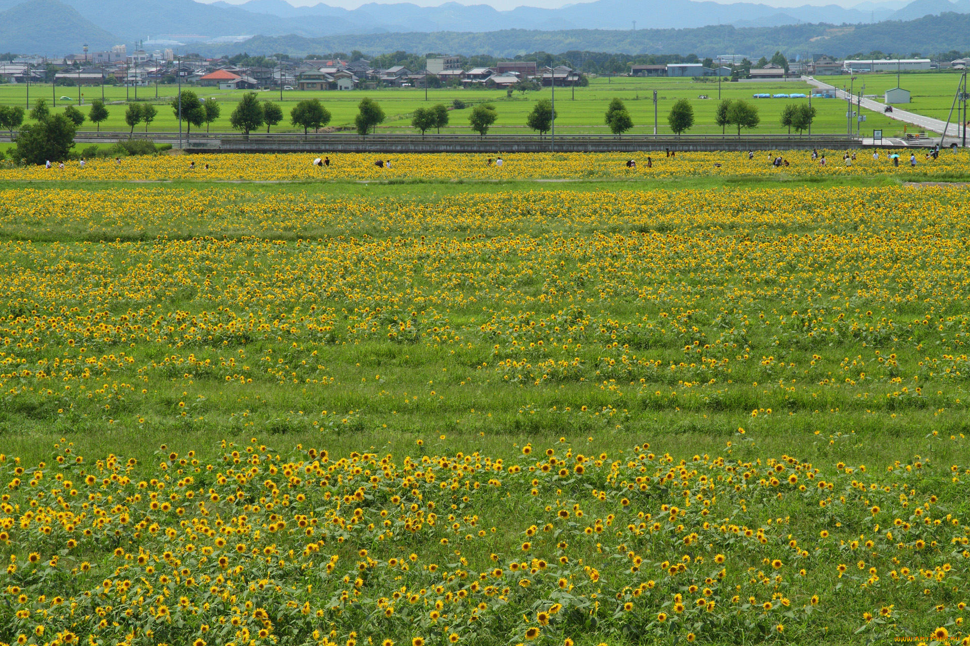 природа, поля