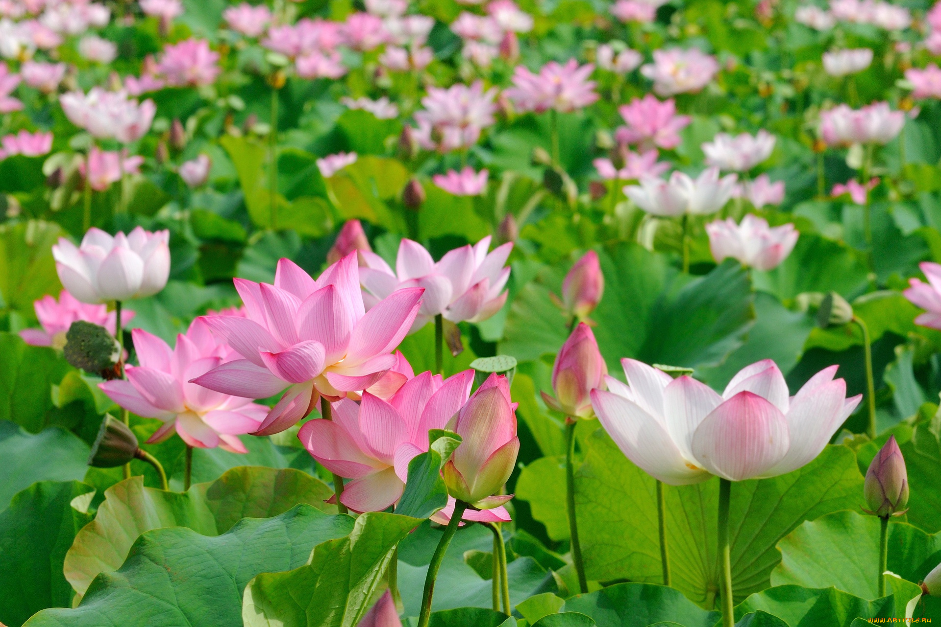 цветы, лотосы