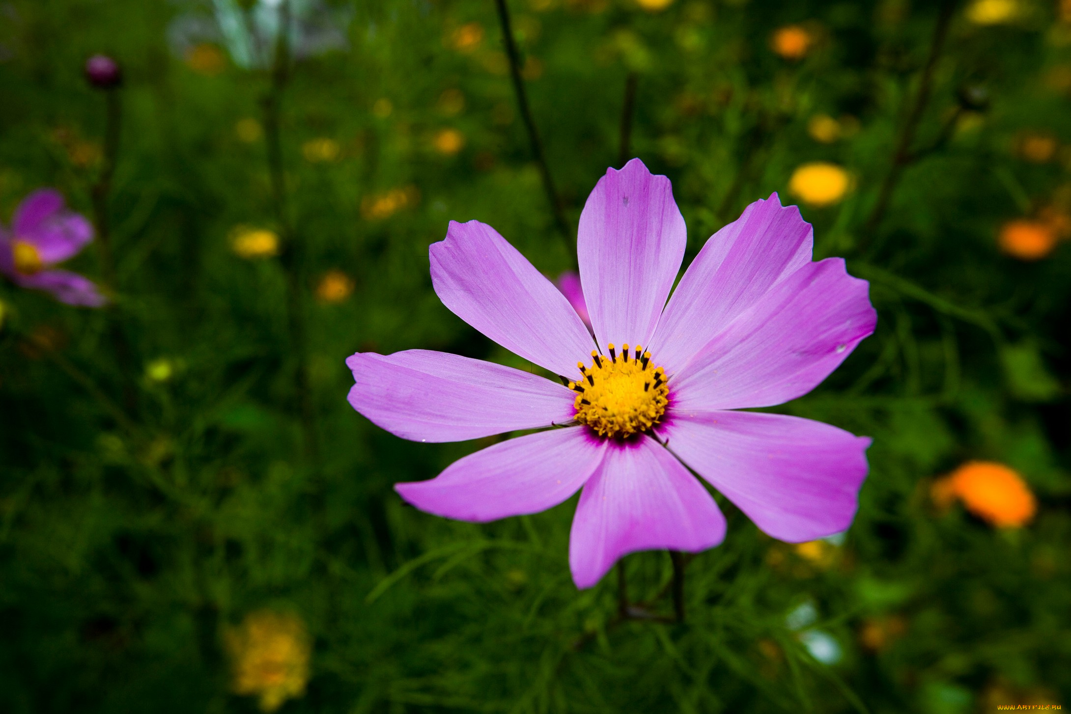 цветы, космея, лепестки