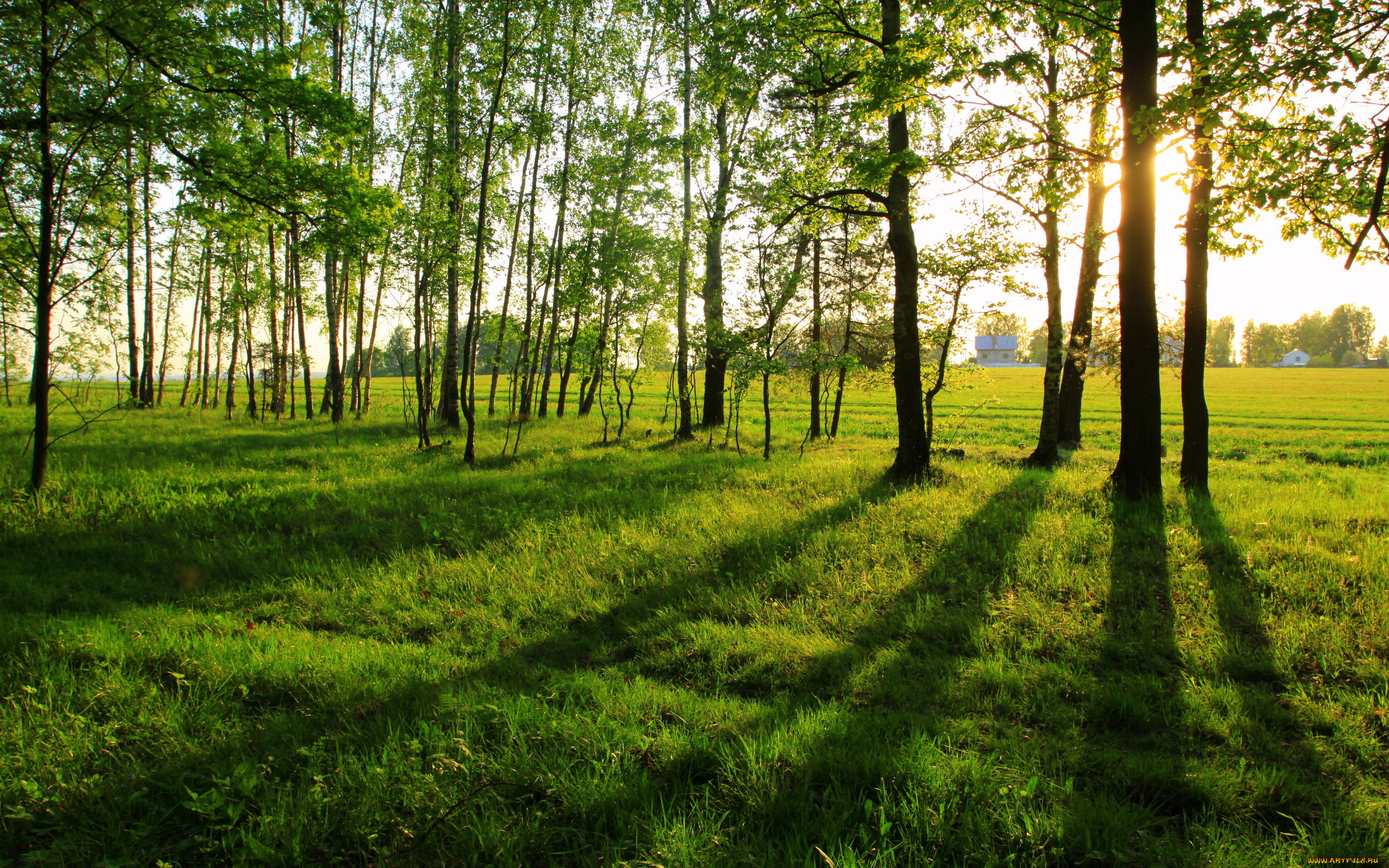 природа, деревья, тени, лето, опушка, леса