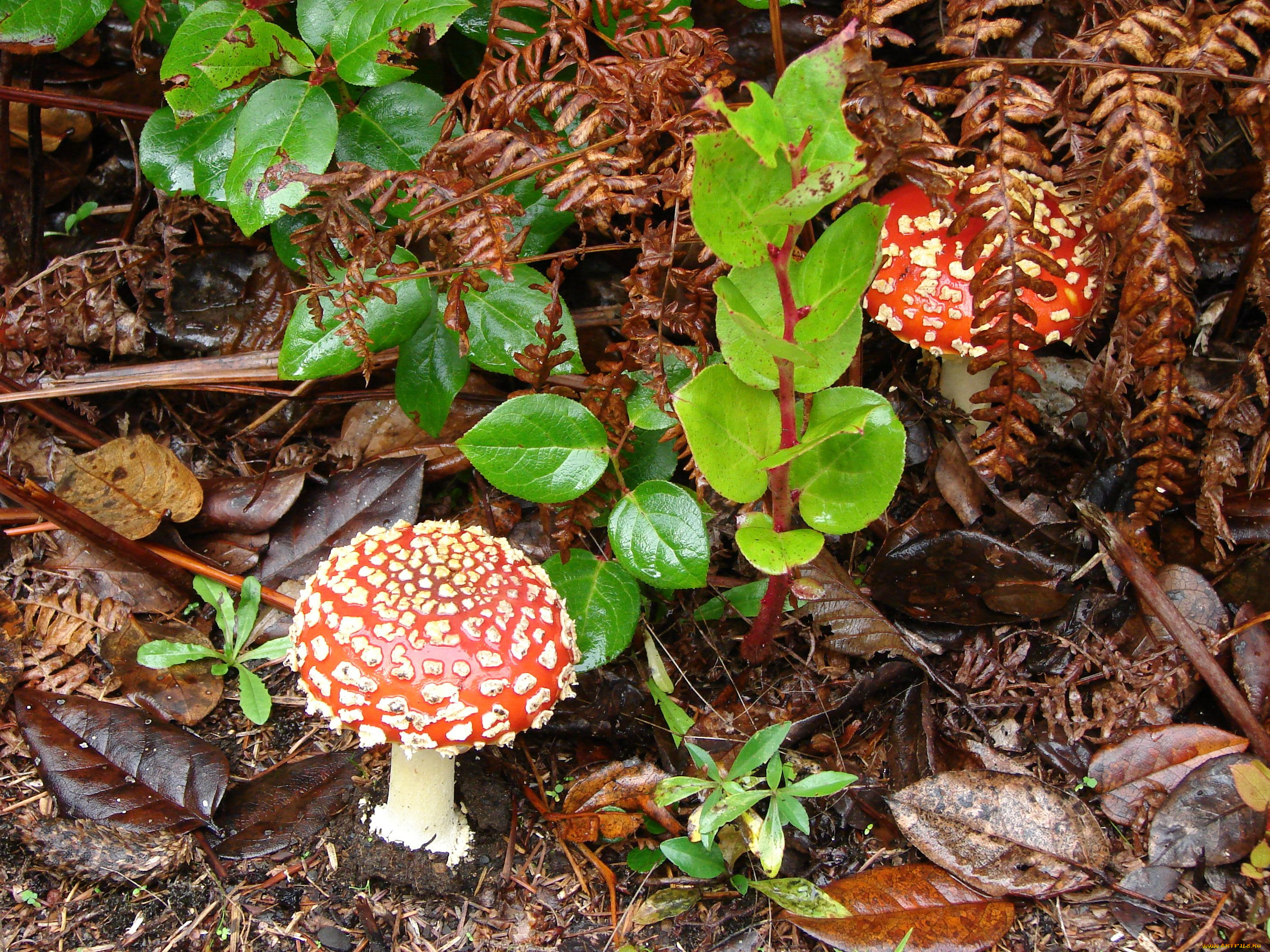 природа, грибы, мухомор