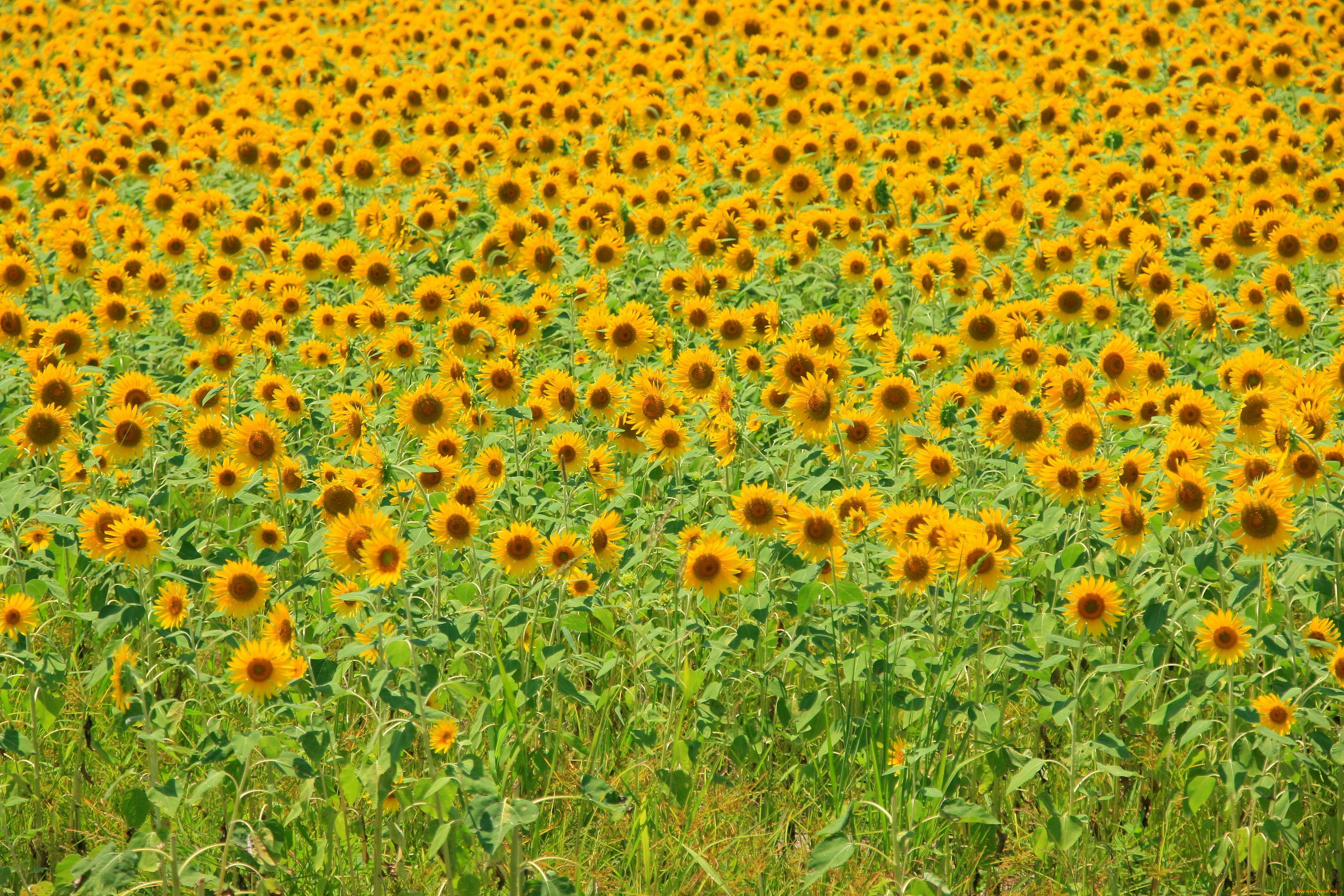 цветы, подсолнухи