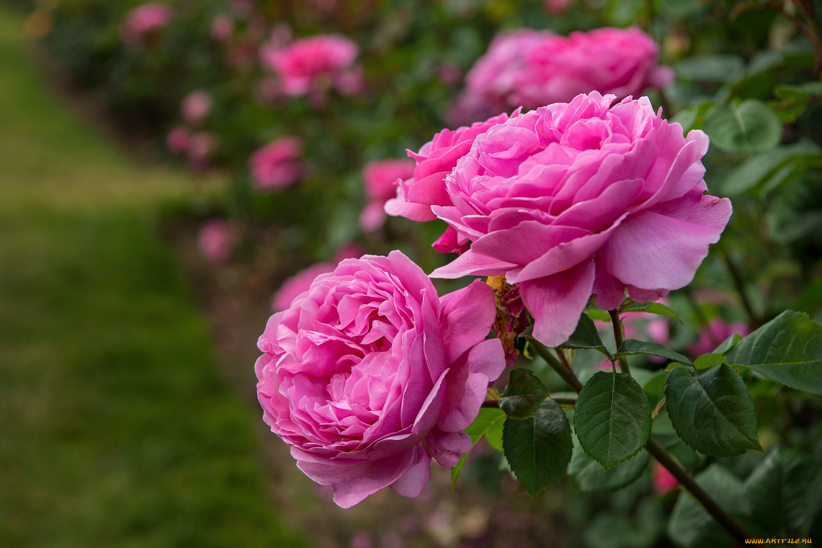 цветы, розы, розовый, лепестки