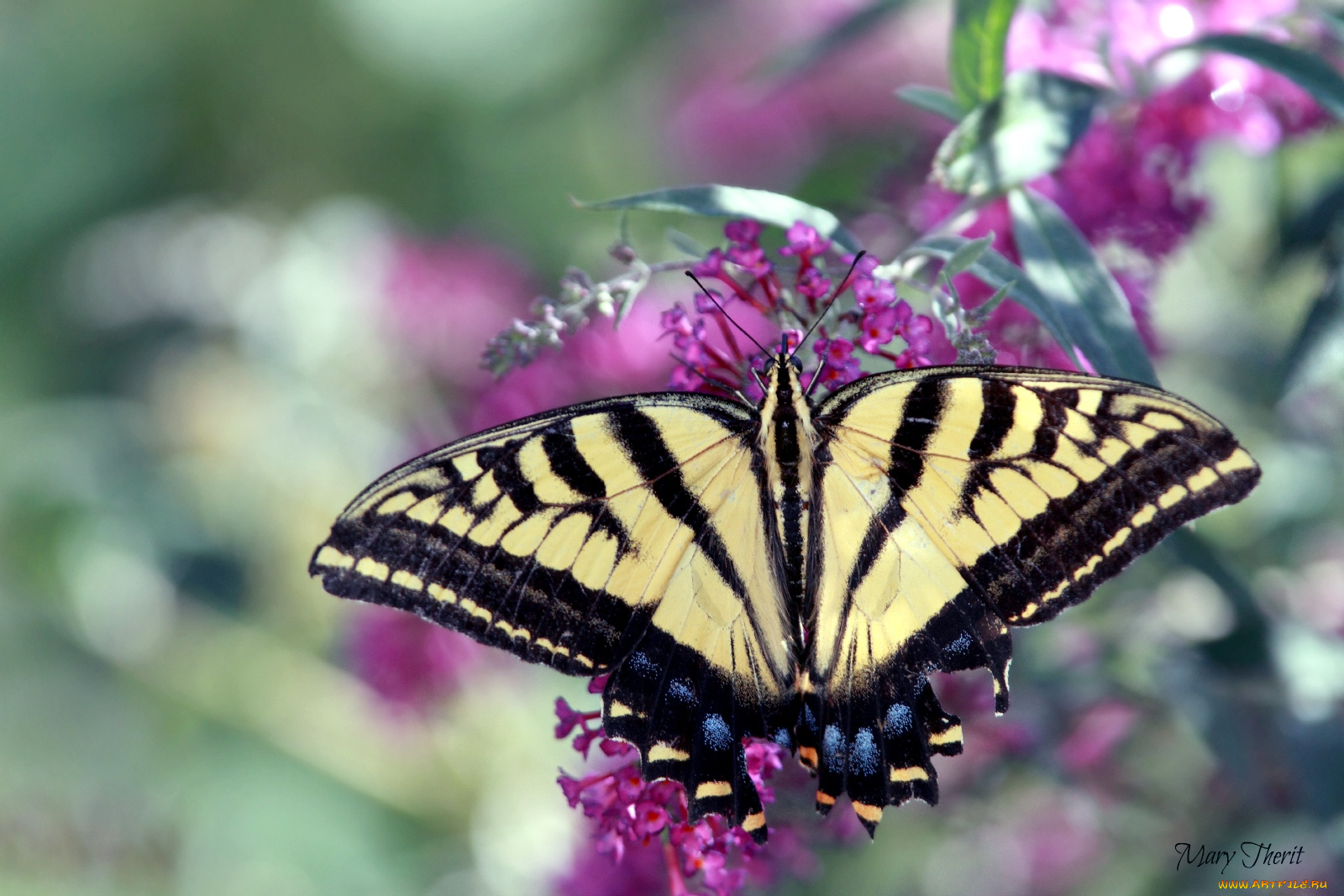 животные, бабочки, цветок, крылья