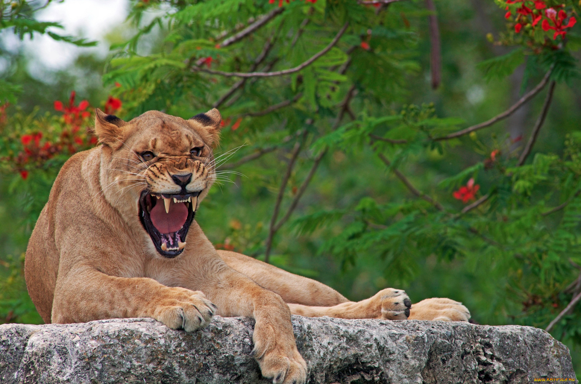 животные, львы, львица, рык