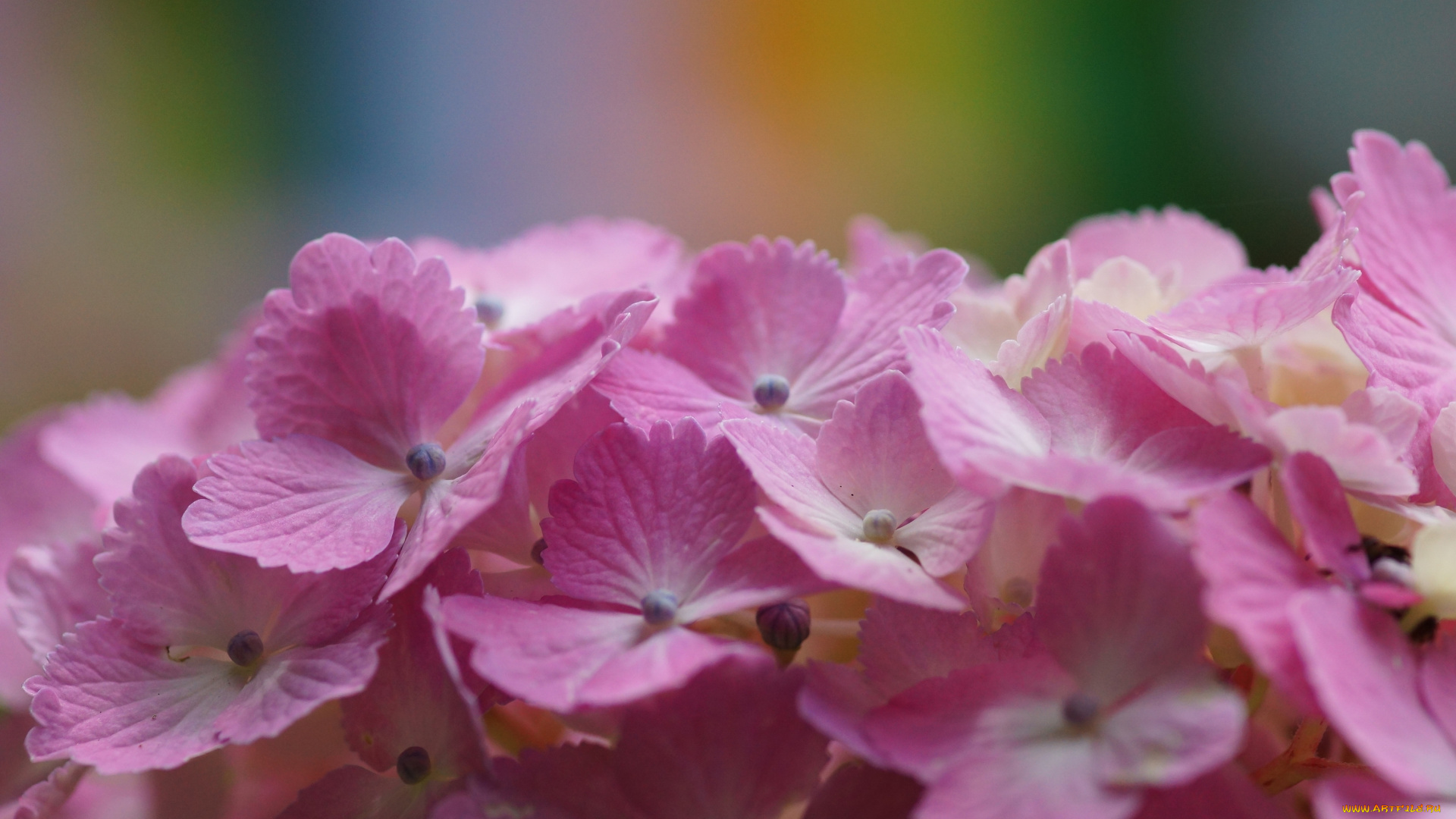 цветы, гортензия, макро