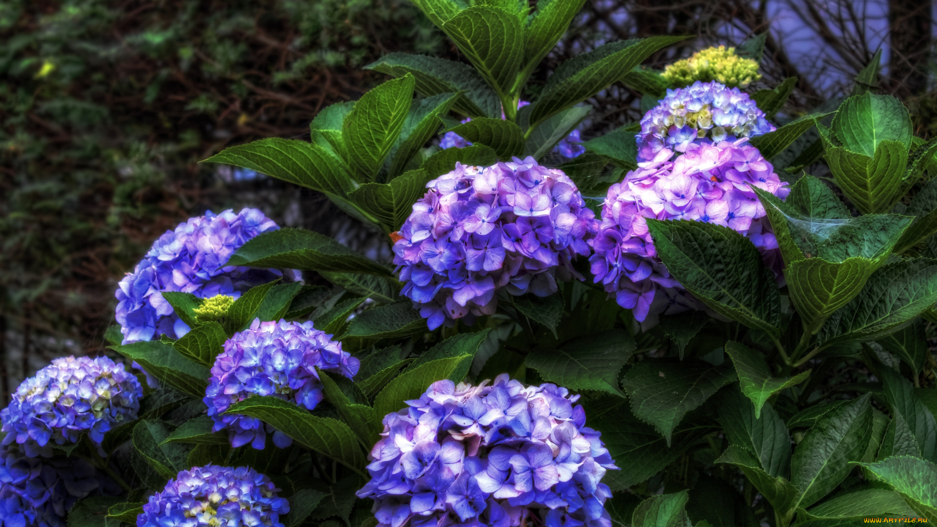 цветы, гортензия, шары, фиолетовый