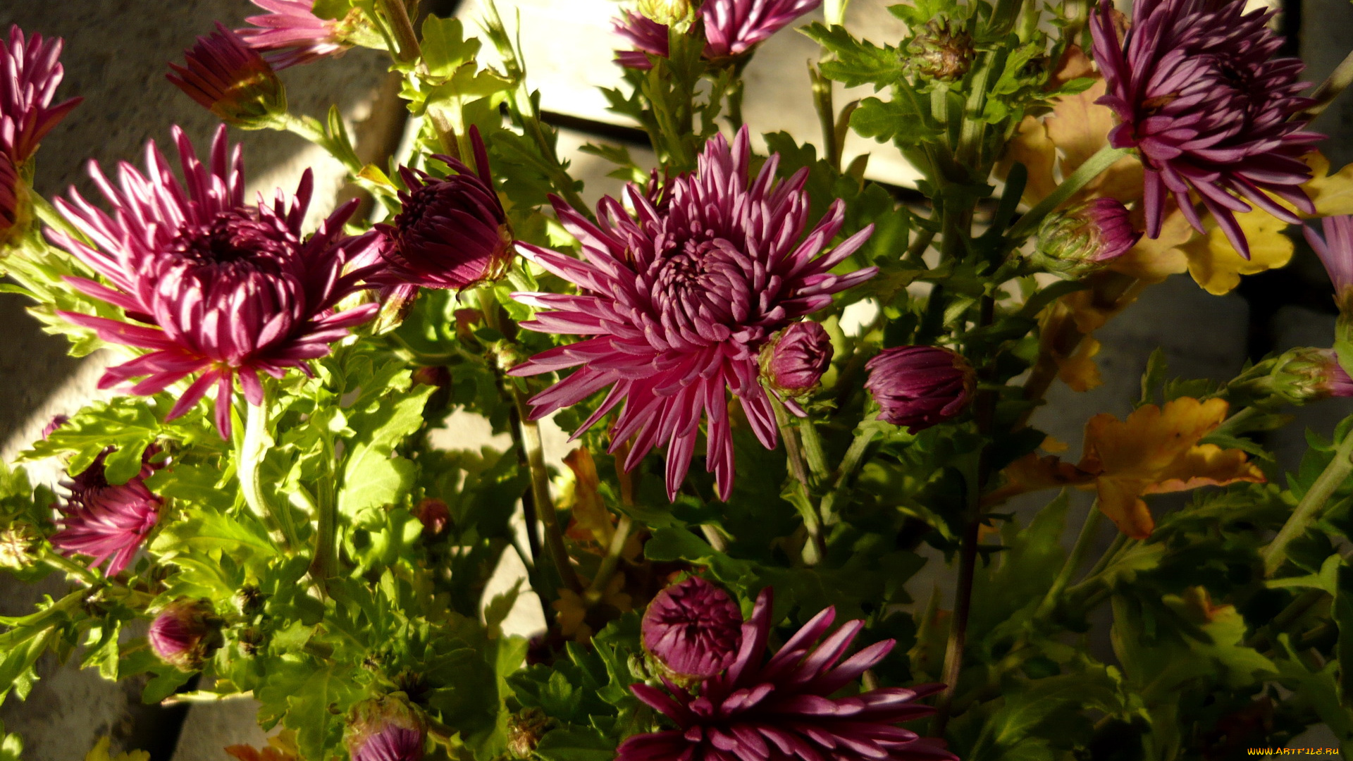 цветы, хризантемы