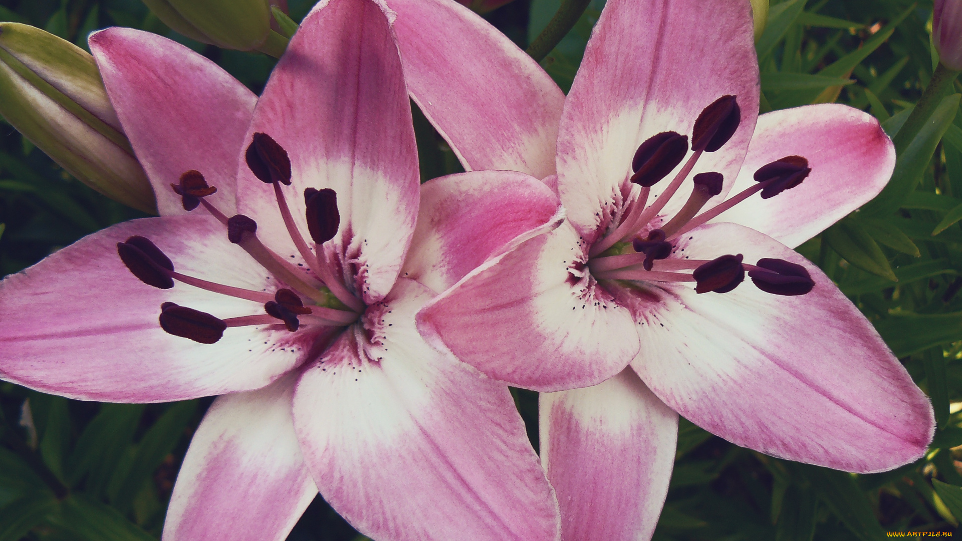 цветы, лилии, лилейники, розовые
