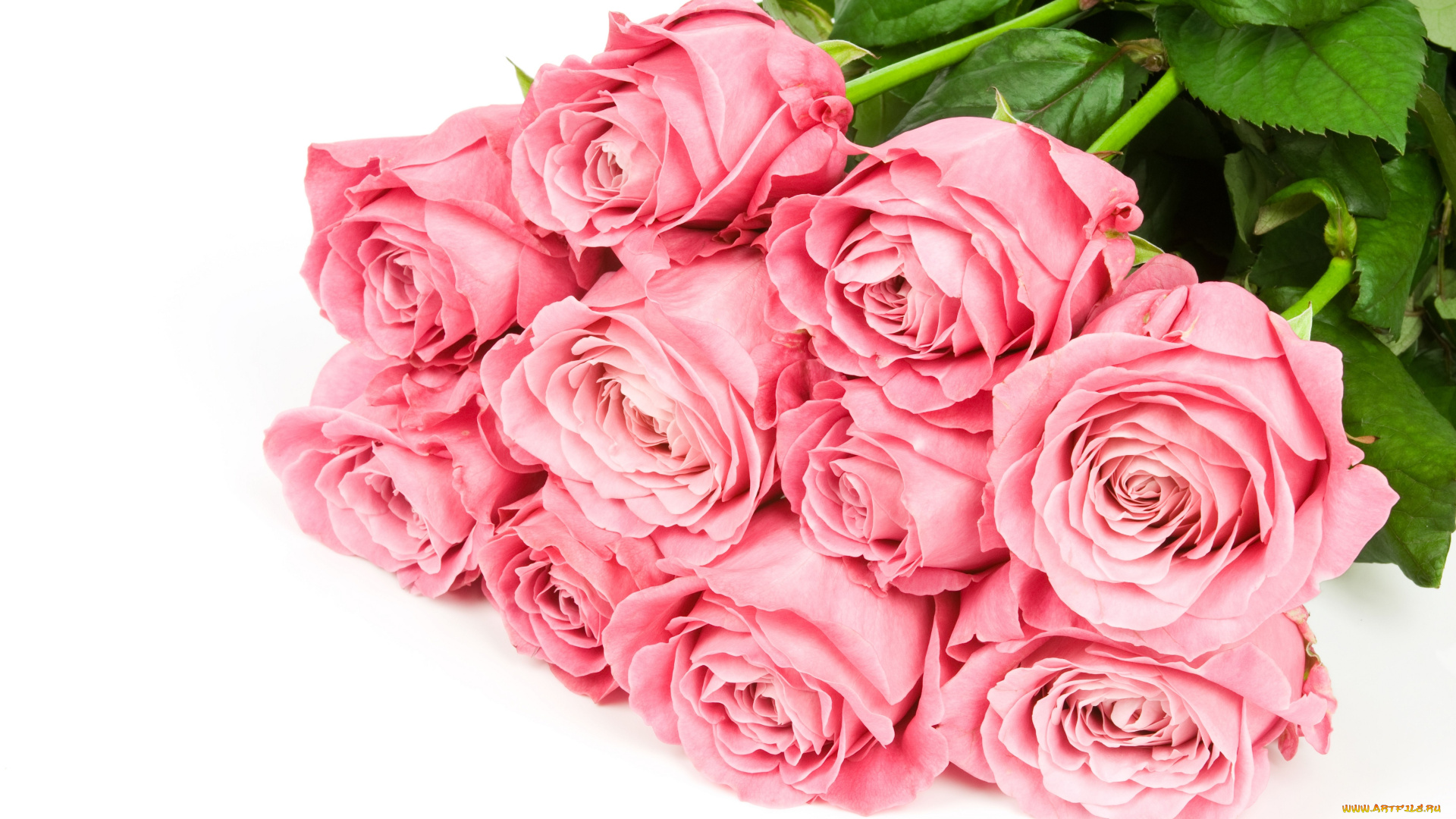 цветы, розы, бутоны