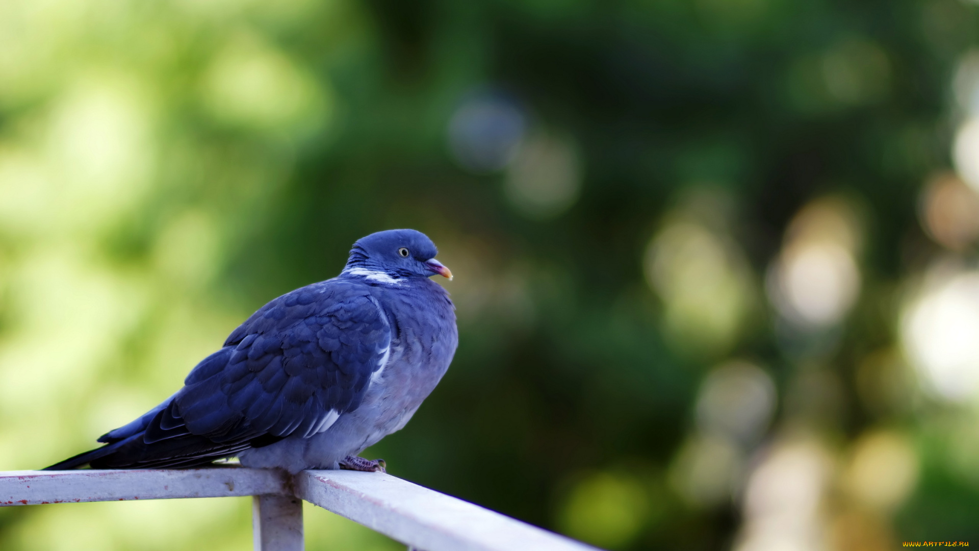 животные, голуби, птица