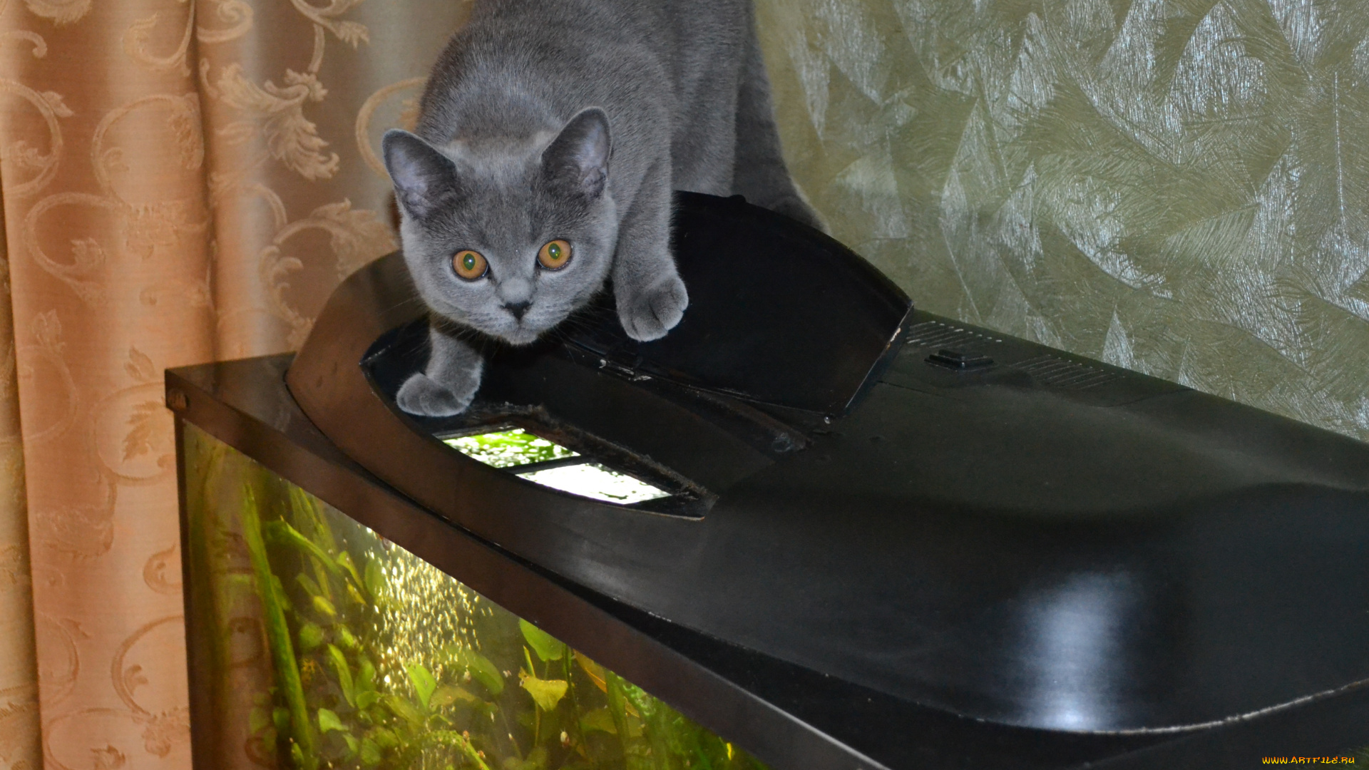 животные, коты, любопытство, кошка, аквариум