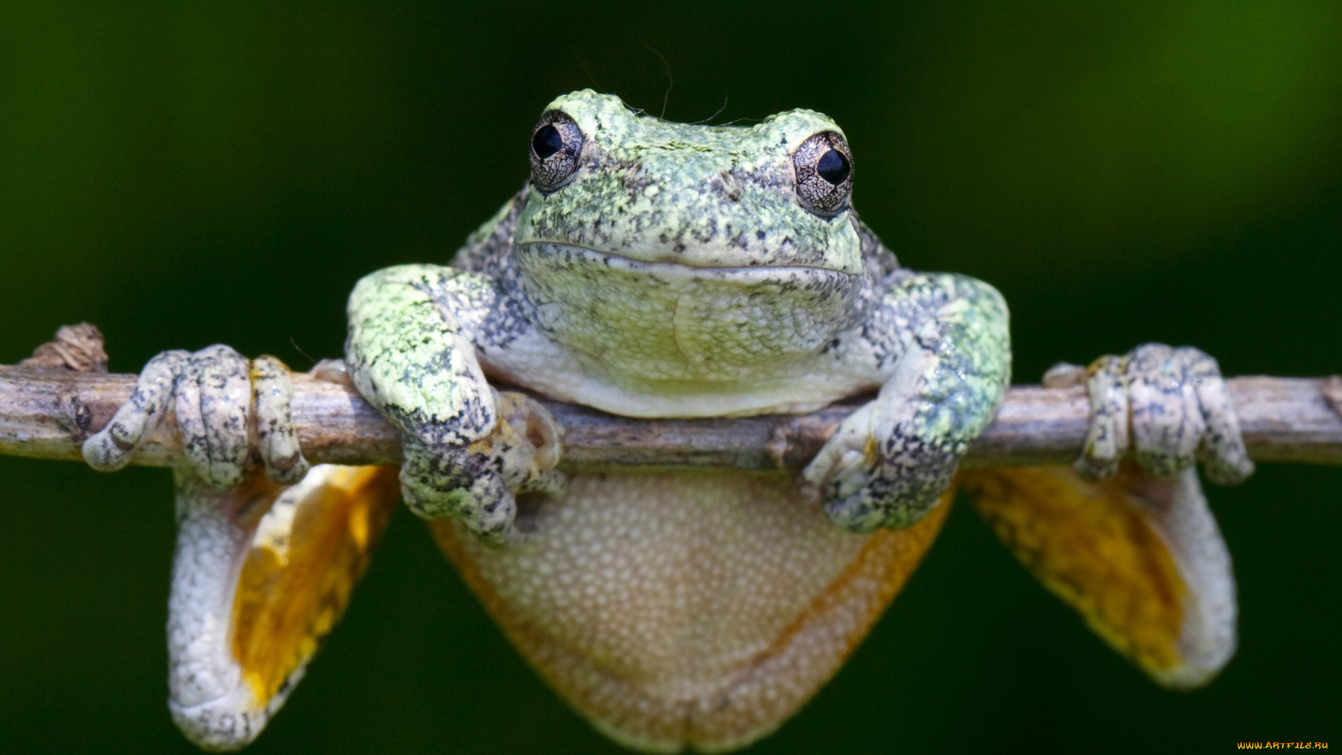 животные, лягушки, веточка, лягушка
