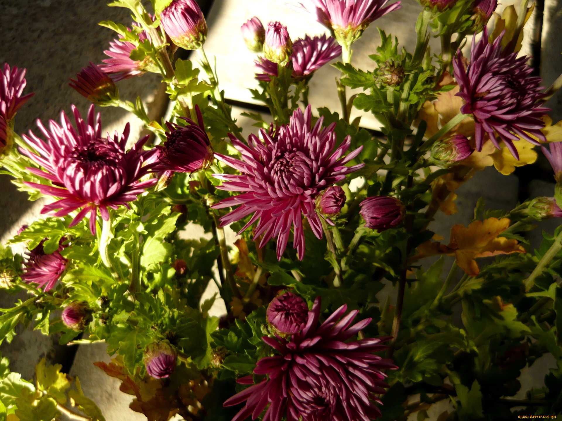цветы, хризантемы