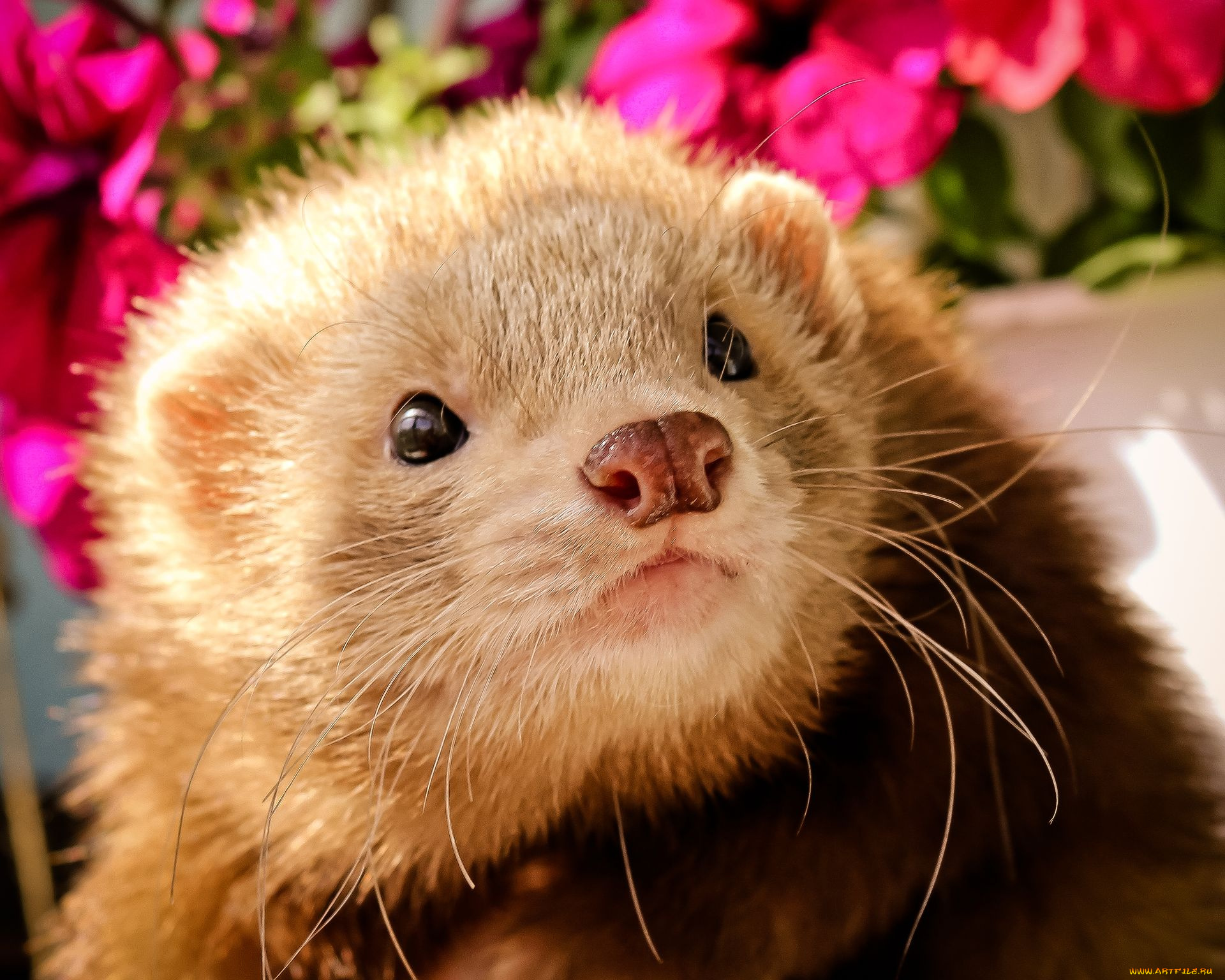 животные, хорьки, ласки, соболи, горностаи, куницы, фретка