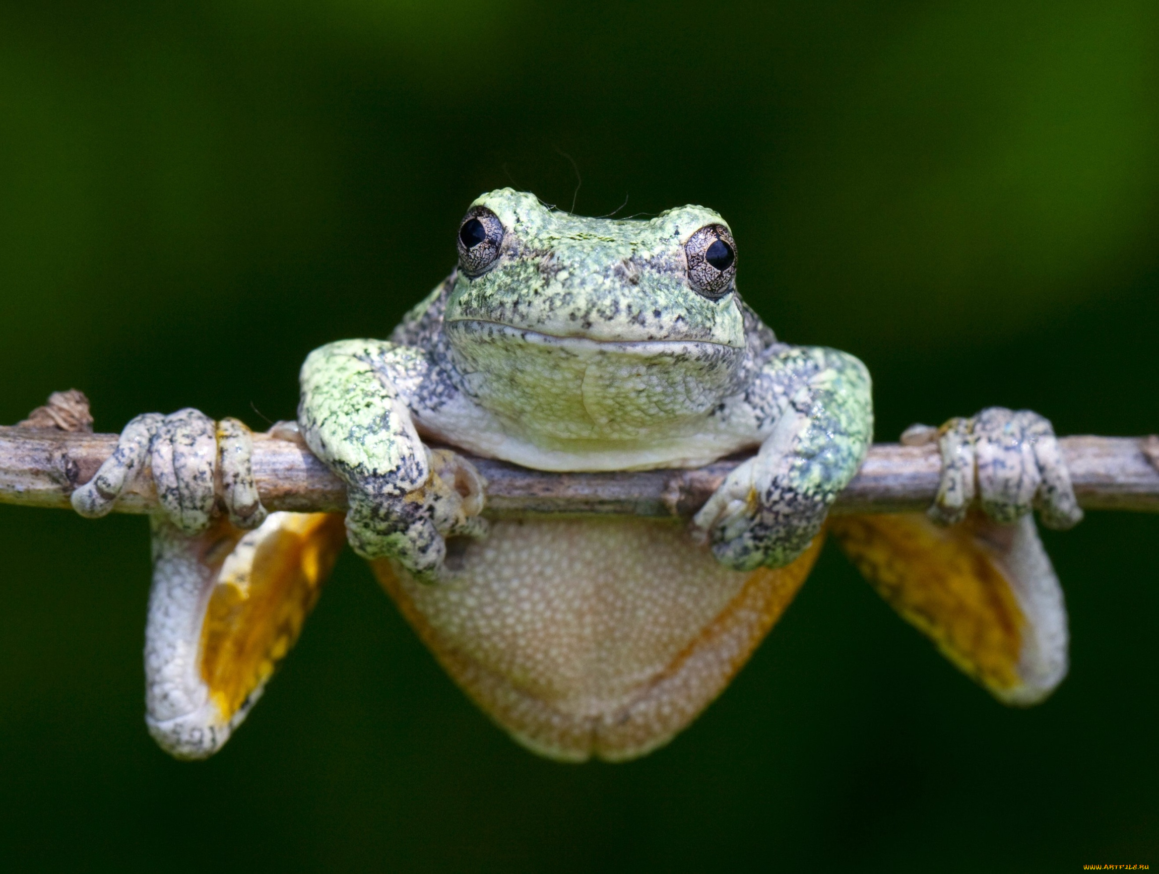 животные, лягушки, веточка, лягушка