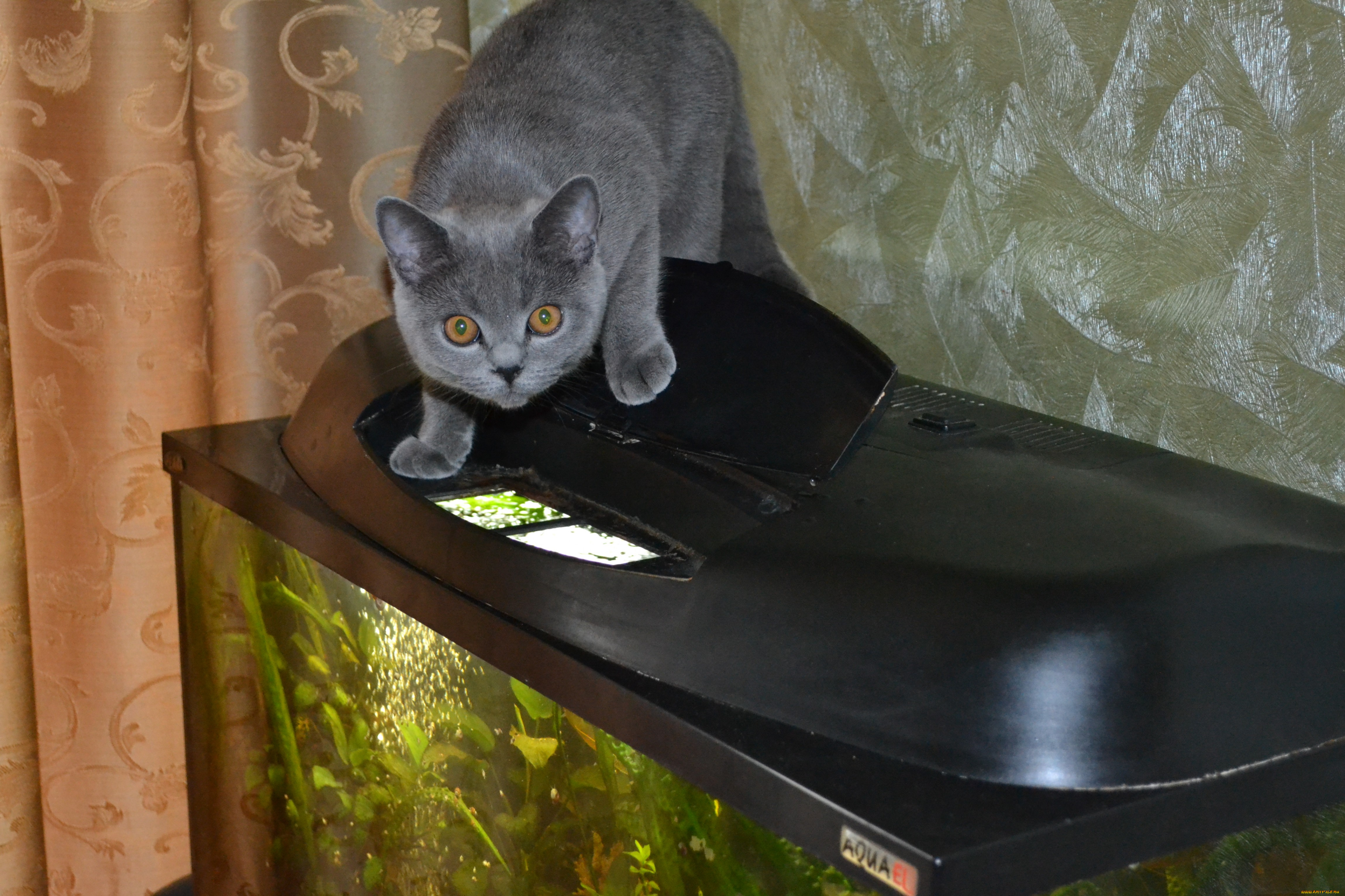 животные, коты, любопытство, кошка, аквариум