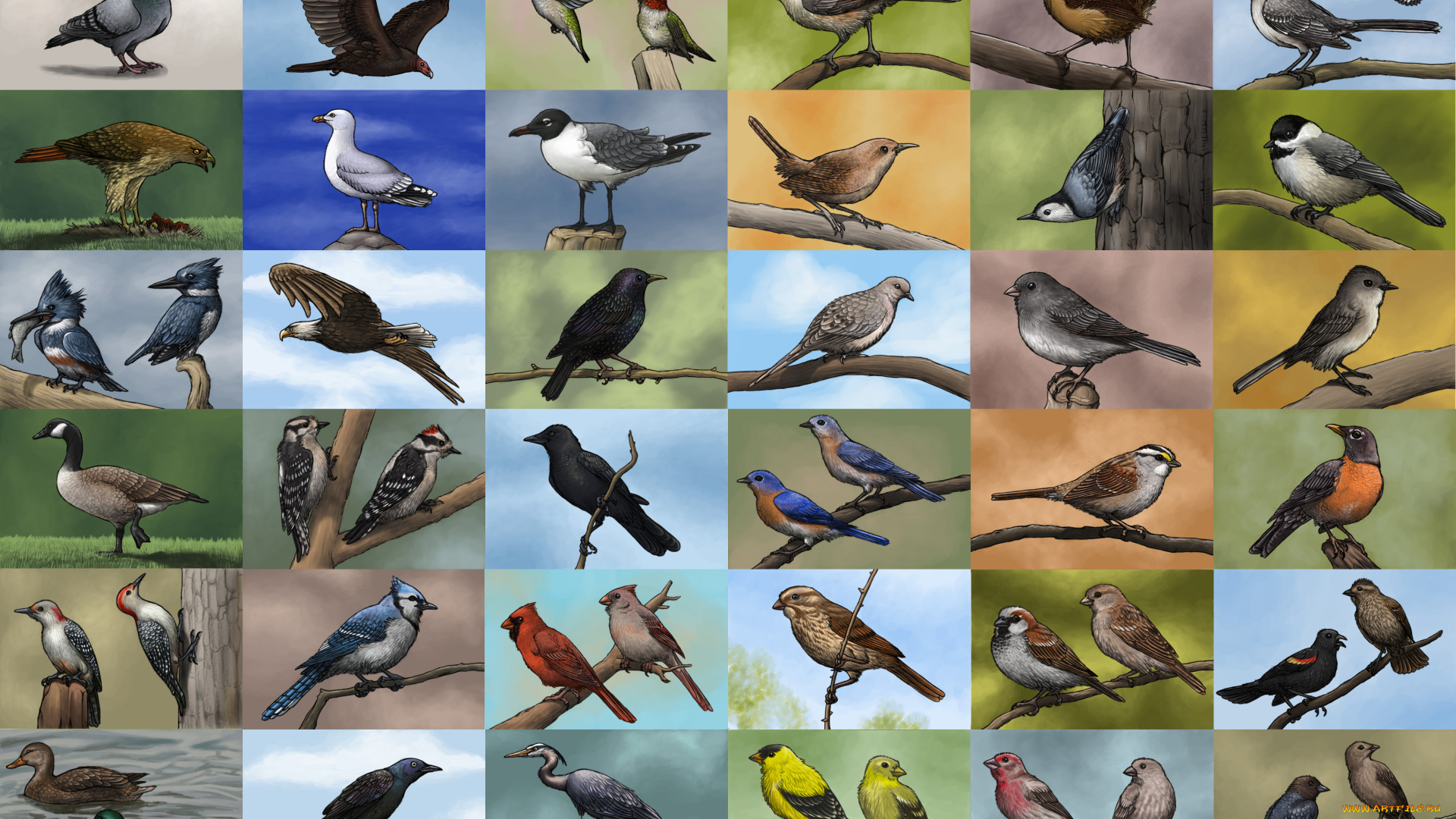 рисованные, животные, птицы