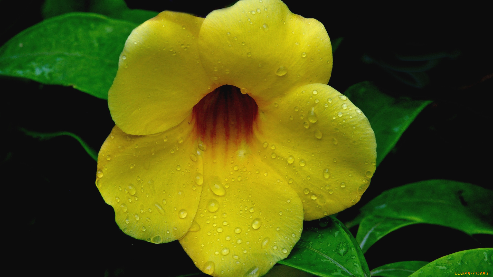 цветы, алламанда, желтый