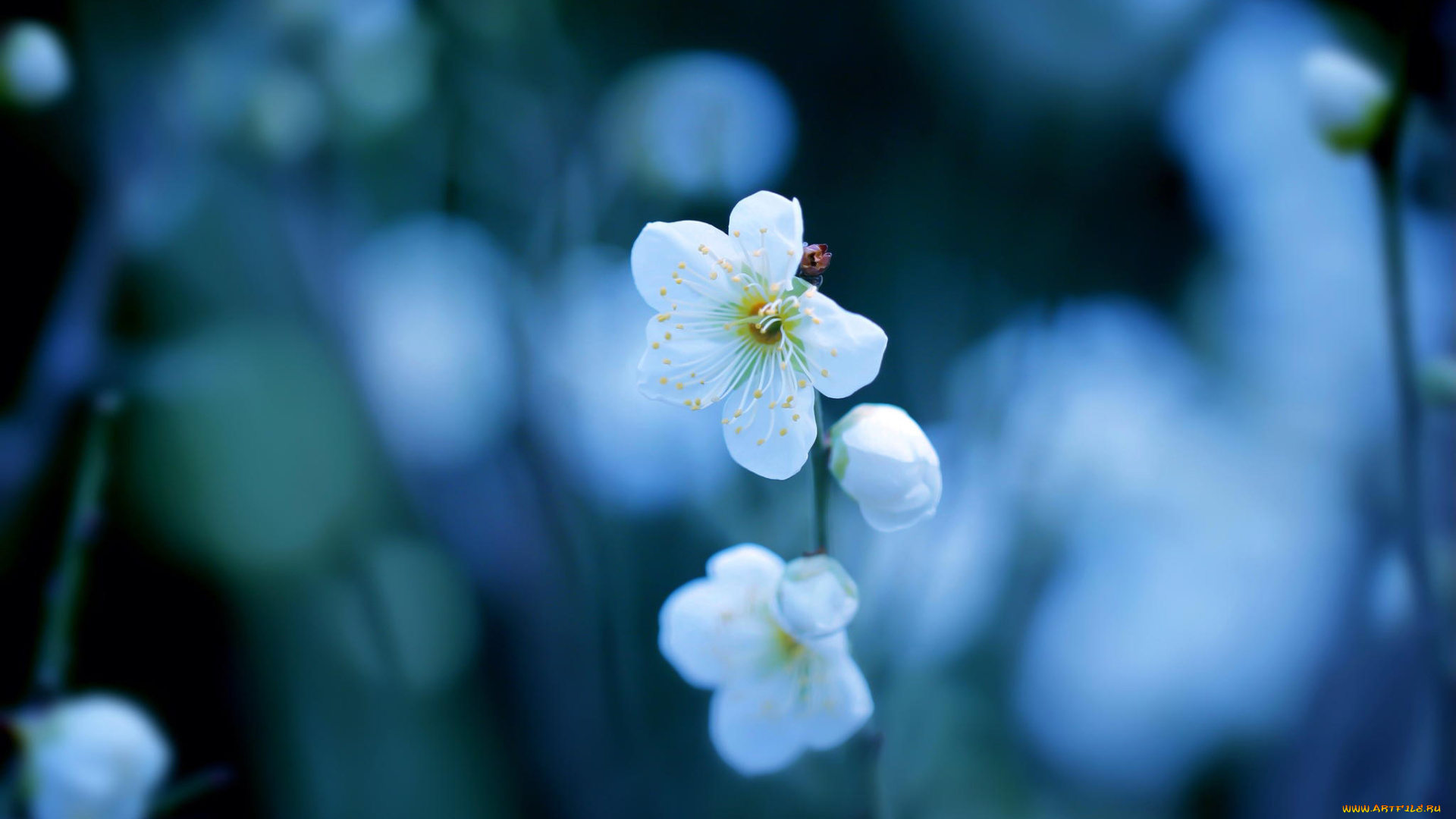 цветы, цветущие, деревья, , , кустарники, цветение, боке, весна, слива, белые, ветка