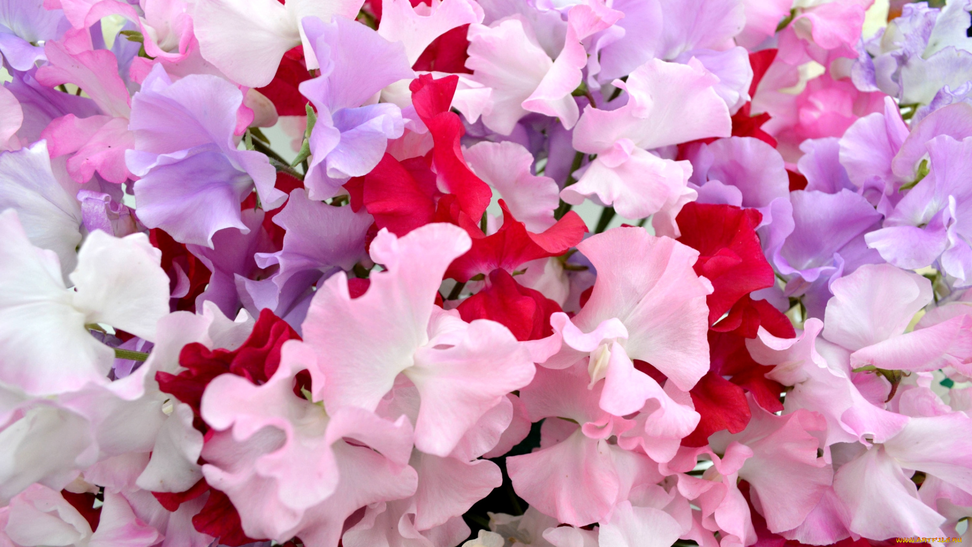 цветы, душистый, горошек, розовый