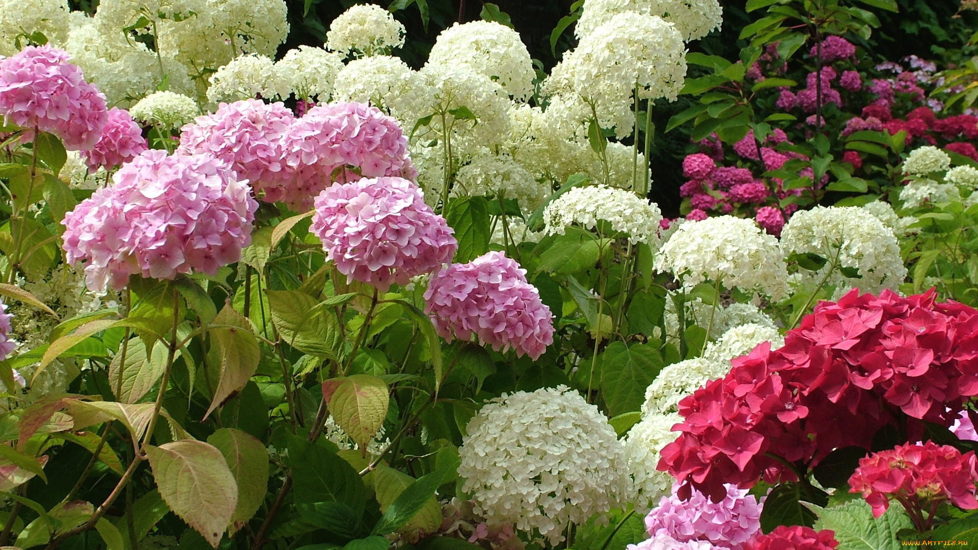 цветы, гортензия, кусты