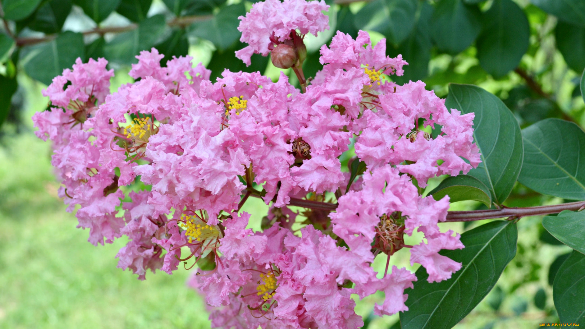 цветы, лагерстрёмия, , индийская, сирень, розовый