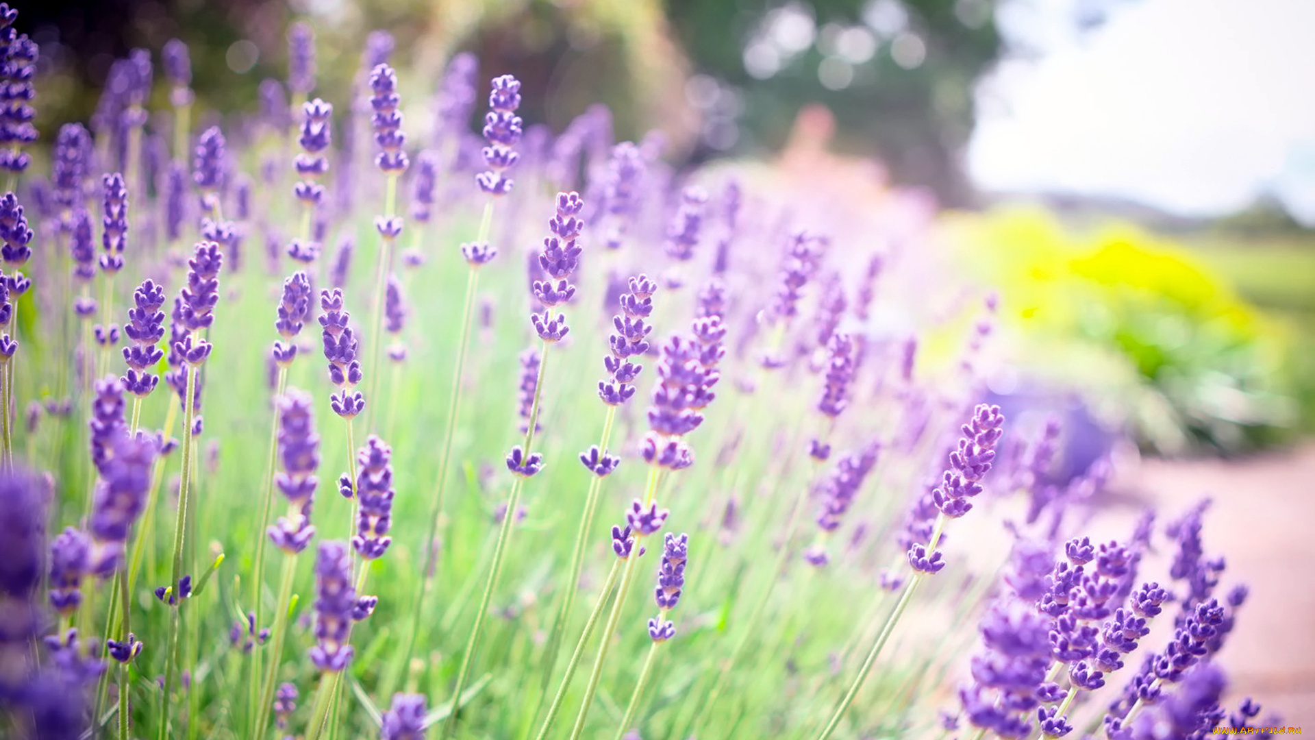 цветы, лаванда