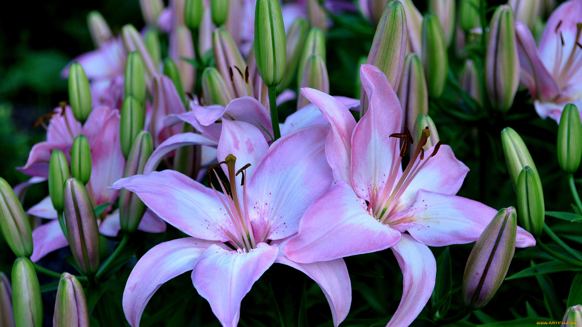 цветы, лилии, , лилейники, розовый