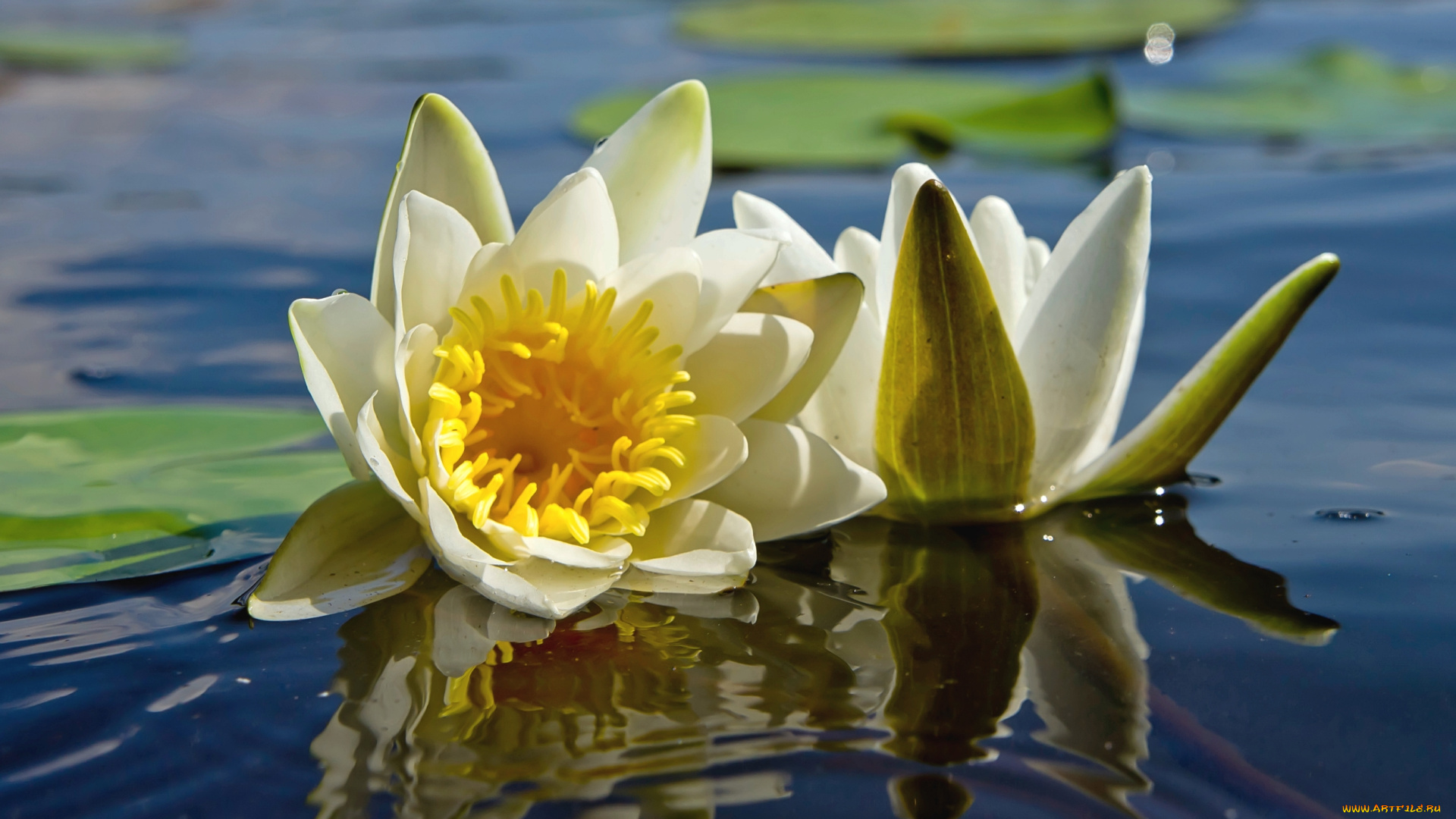 цветы, лилии, водяные, , нимфеи, , кувшинки, пара