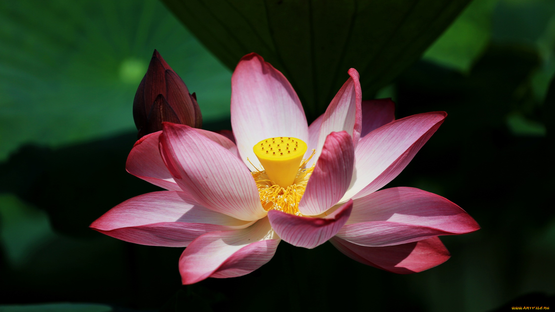 цветы, лотосы, лепестки