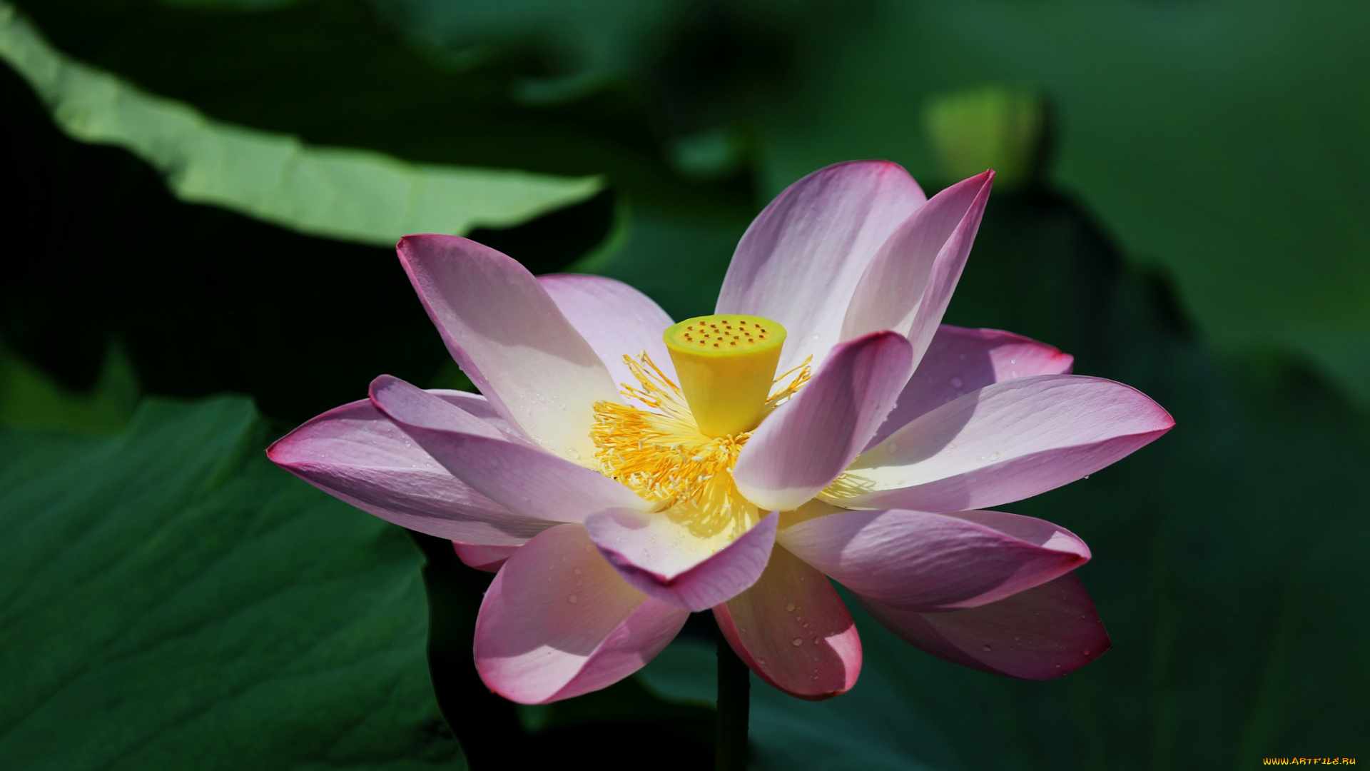 цветы, лотосы, лепестки