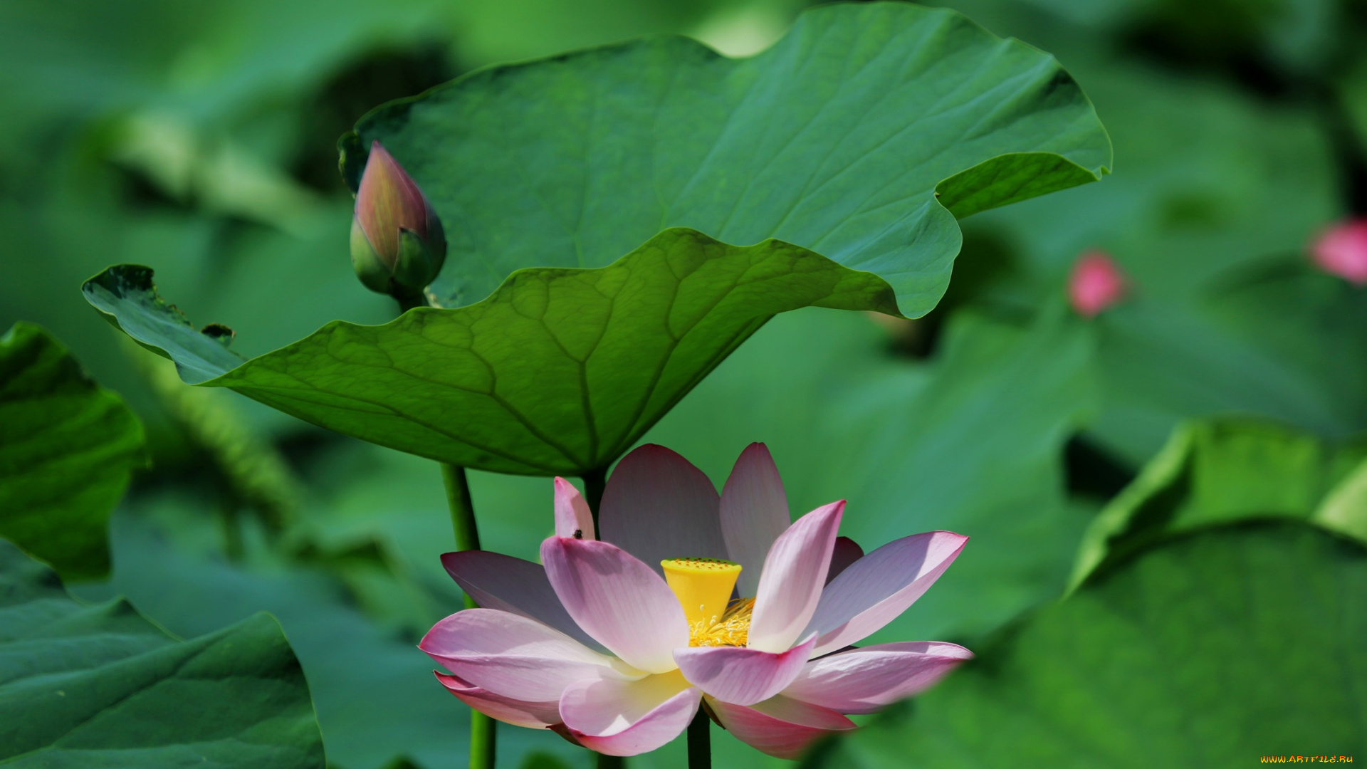 цветы, лотосы, лепестки