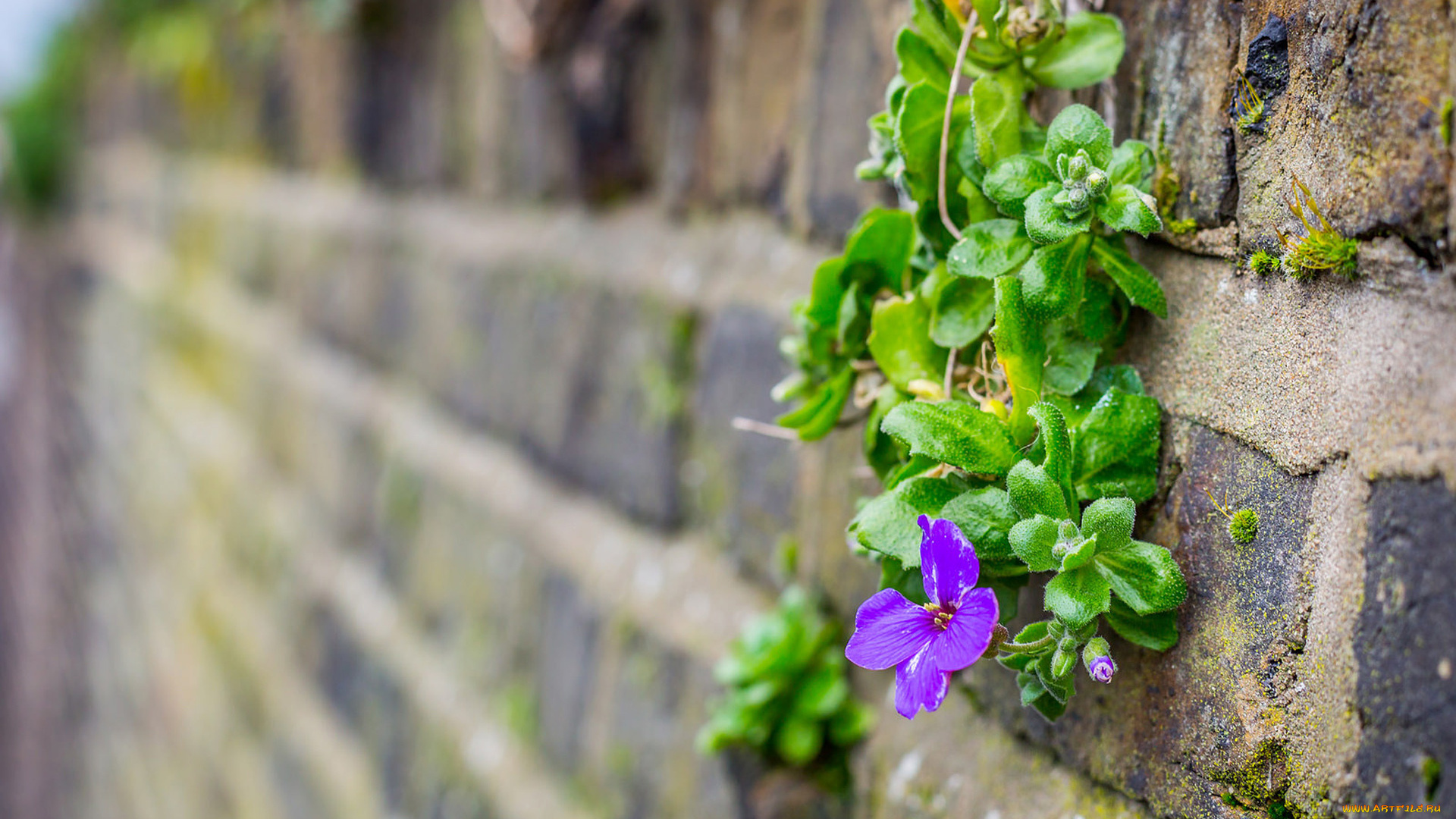 цветы, мох, кирпич, стена, макро