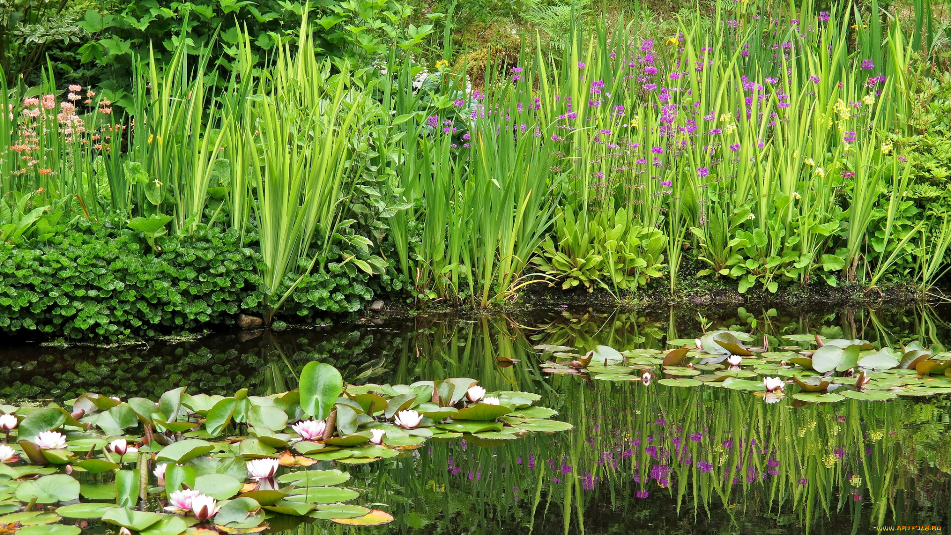 цветы, разные, вместе, ирисы, лилии, пруд