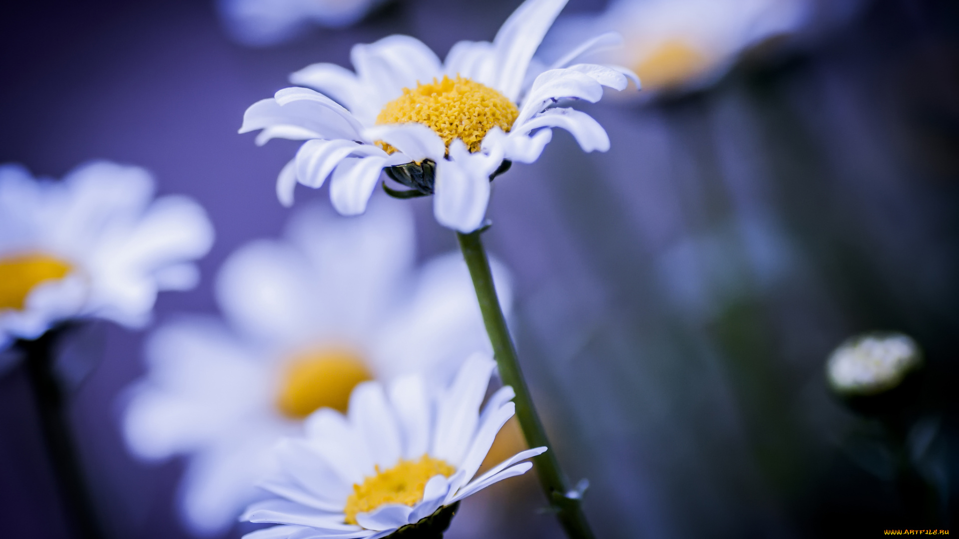 цветы, ромашки, фон, макро