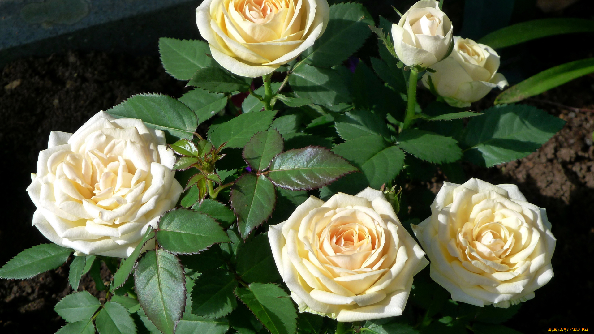 цветы, розы, кремовые, куст