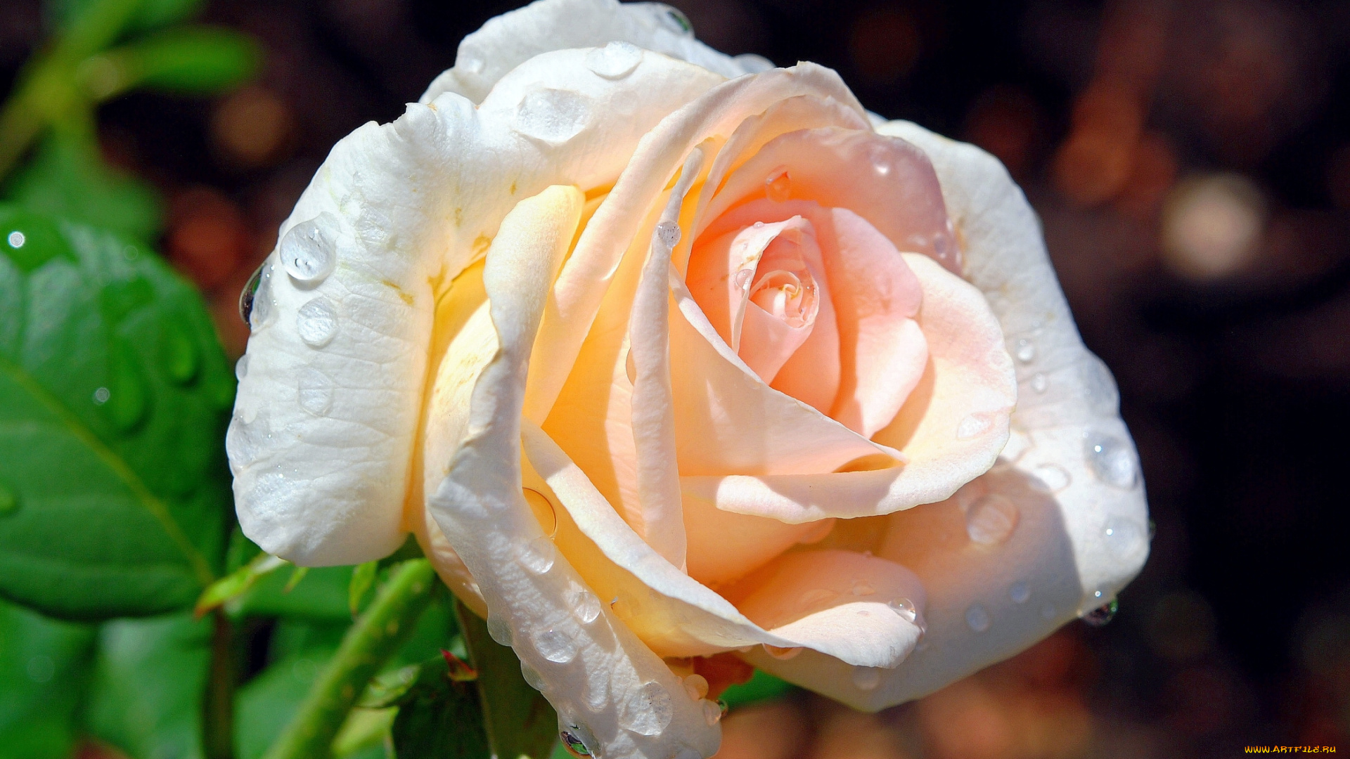 цветы, розы, нежность