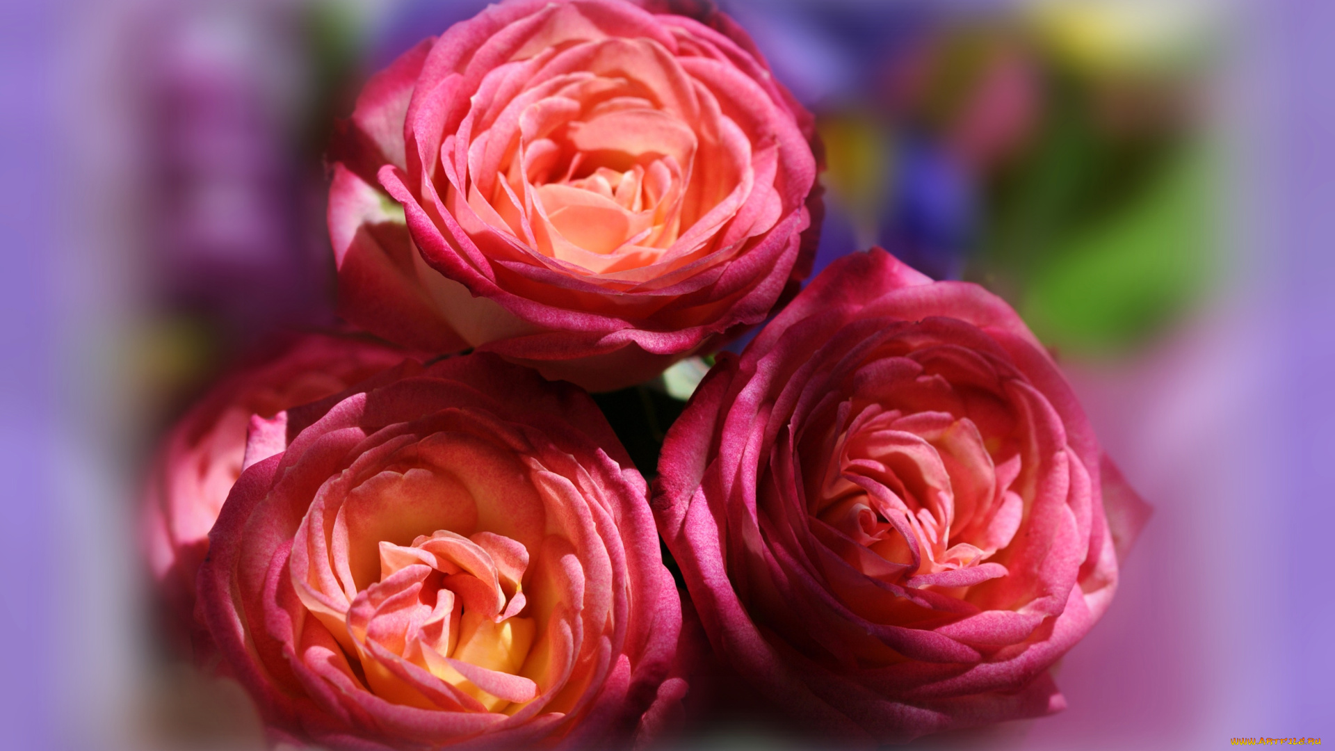 цветы, розы, розовые