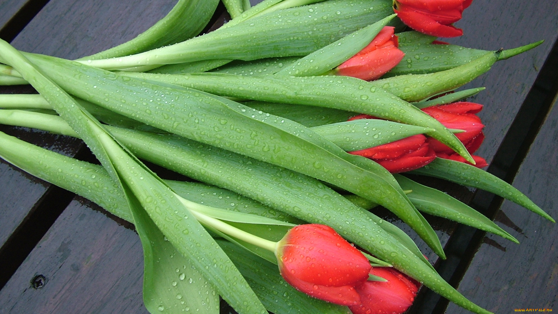 цветы, тюльпаны, красный