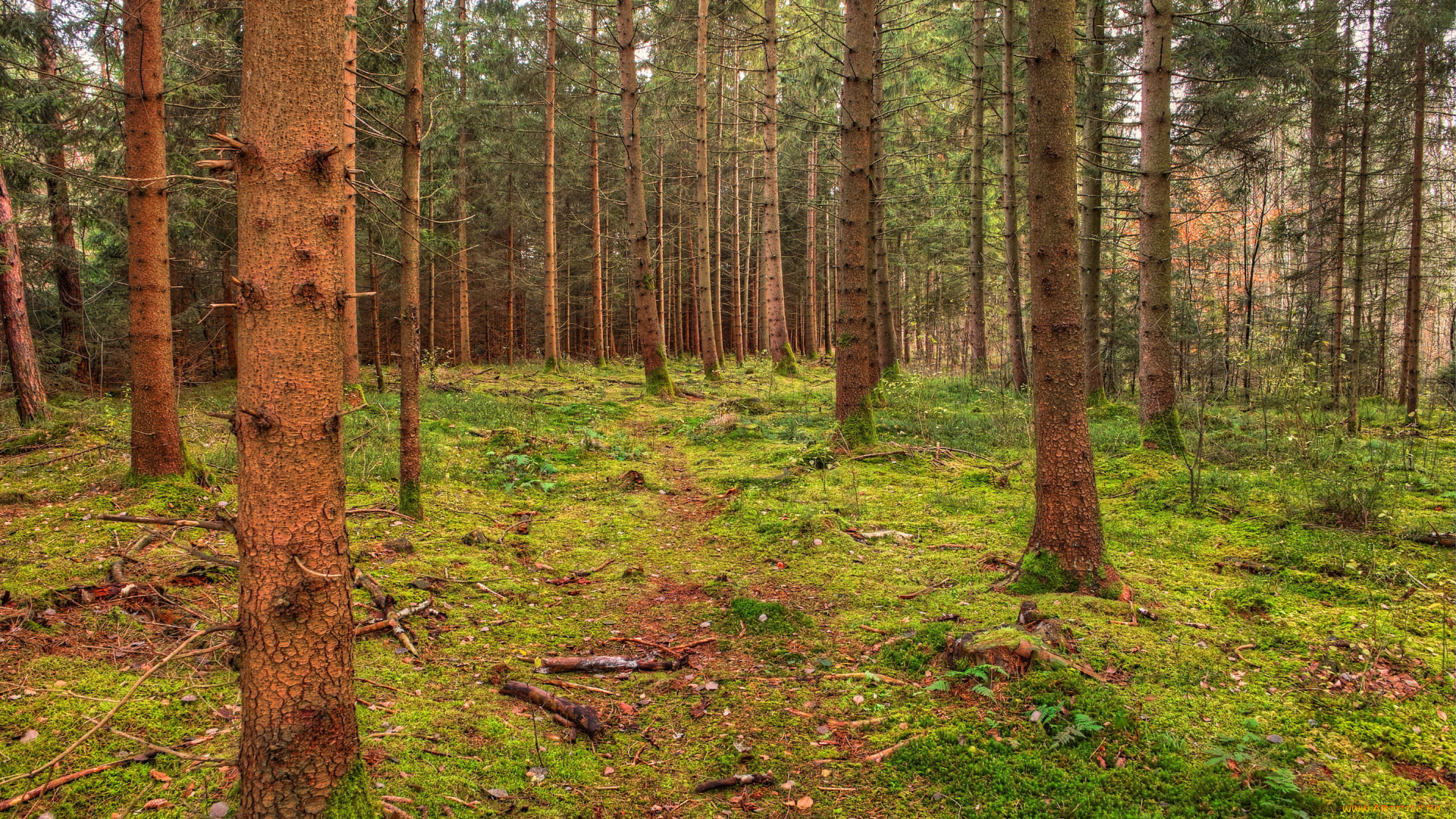 природа, лес, трава, деревья, тропинка